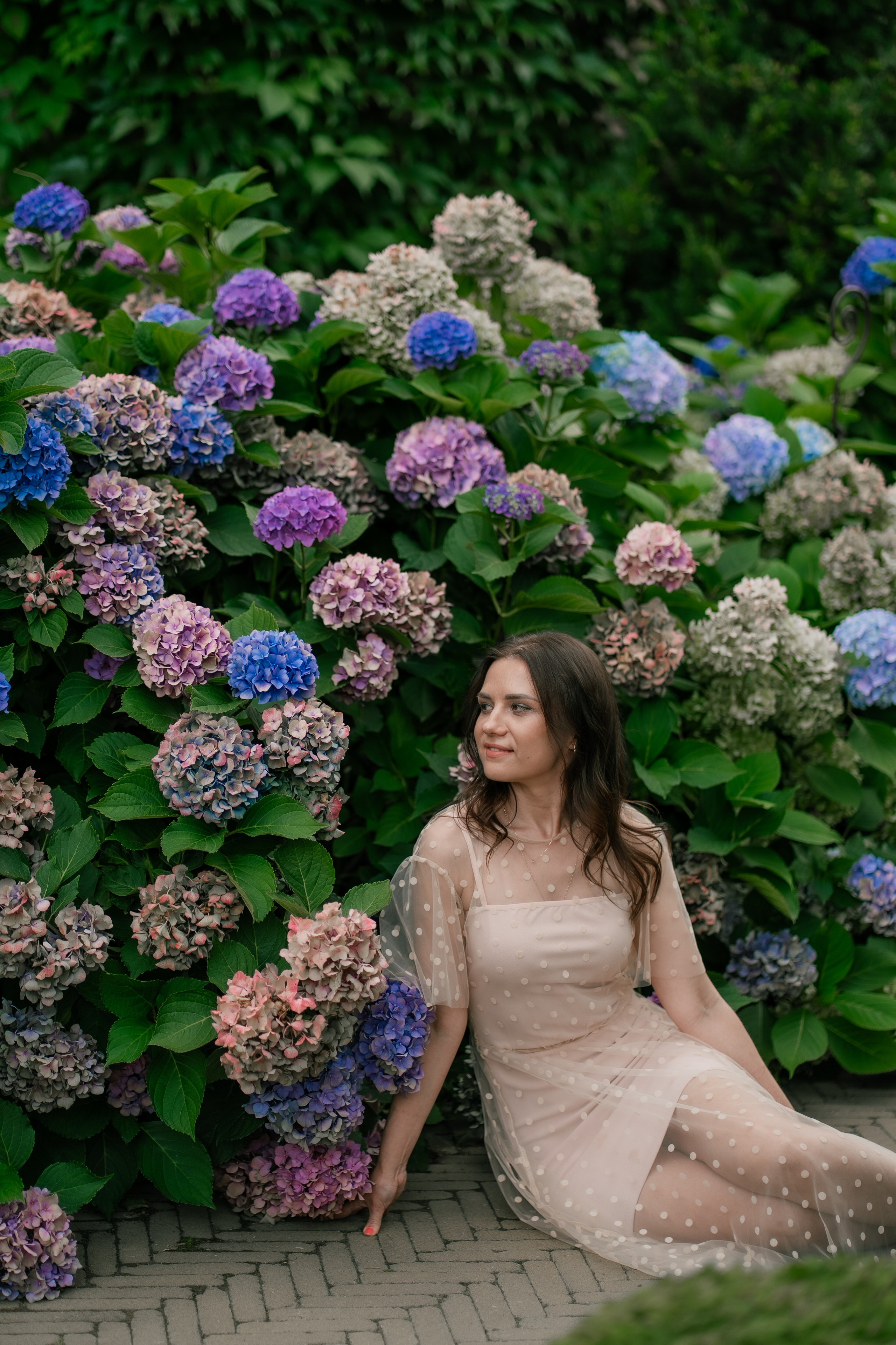 Фотосеся індивідуальна в гортензіях. Сімейний фотограф Київ Наталія Шкаврон
