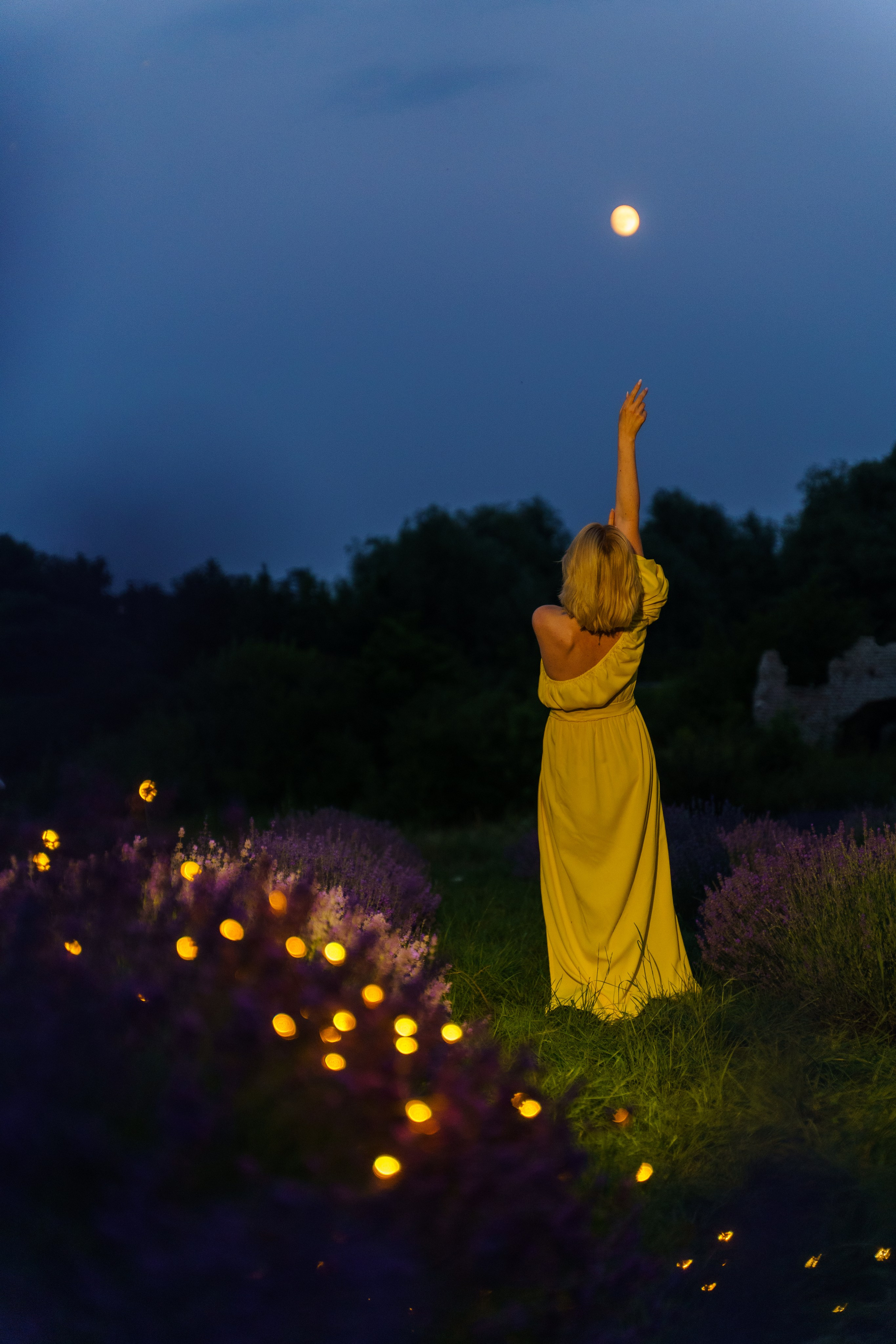 лавандове поле заставка