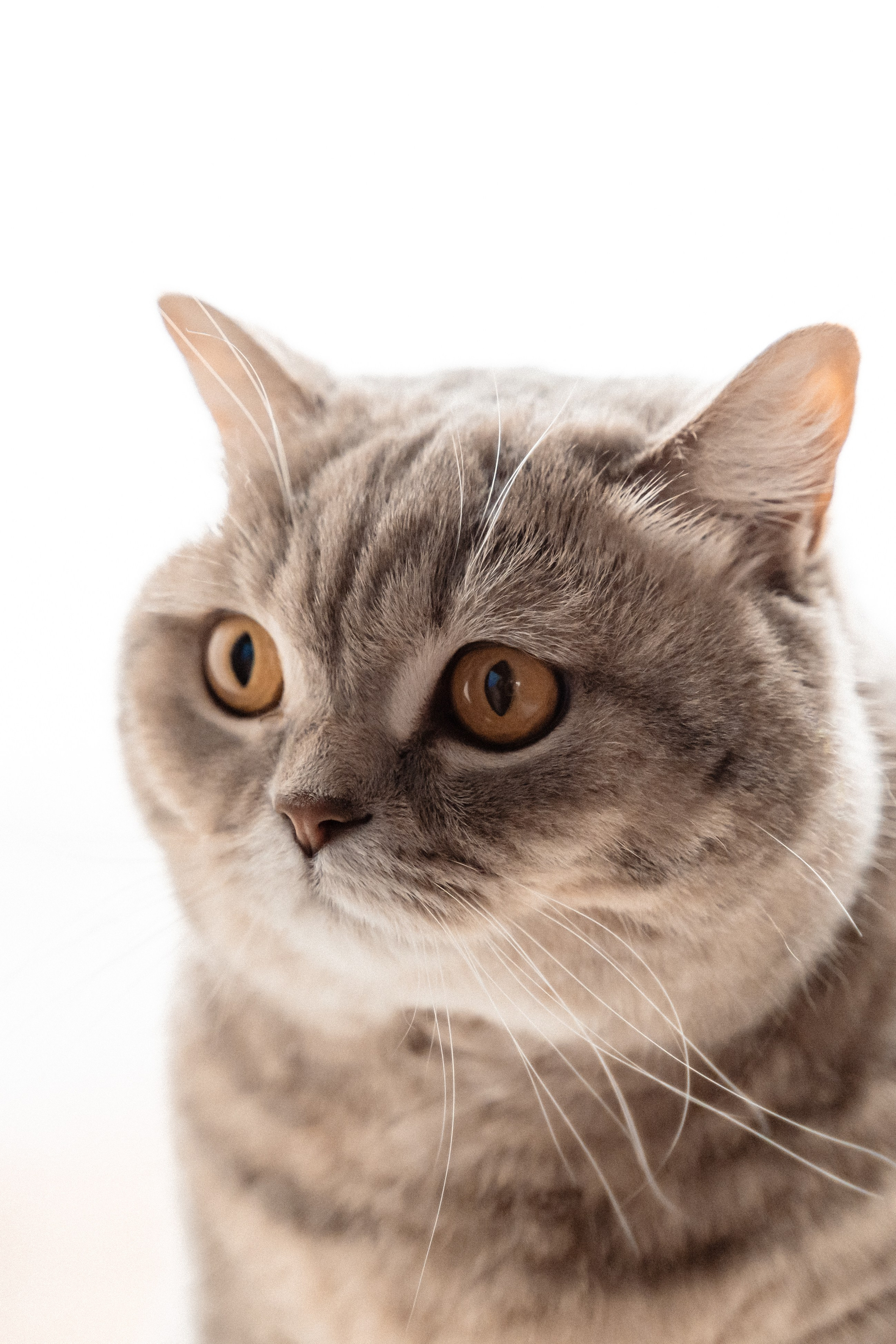 Домашня фотосесія. Сімейний фотограф Київ Наталія Шкаврон