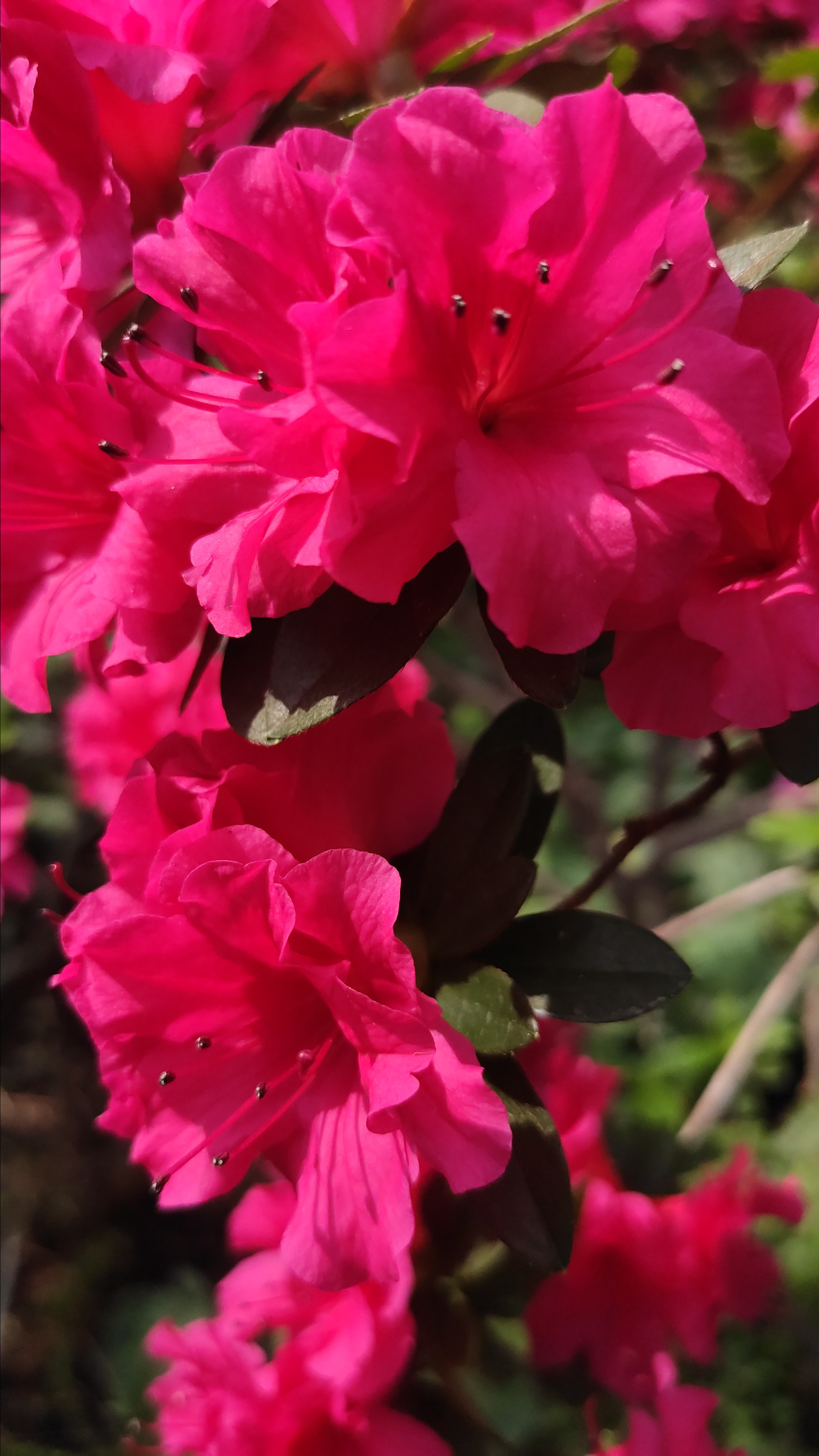 Весняні шпалери на телефон. Сімейний фотограф Київ Наталія Шкаврон