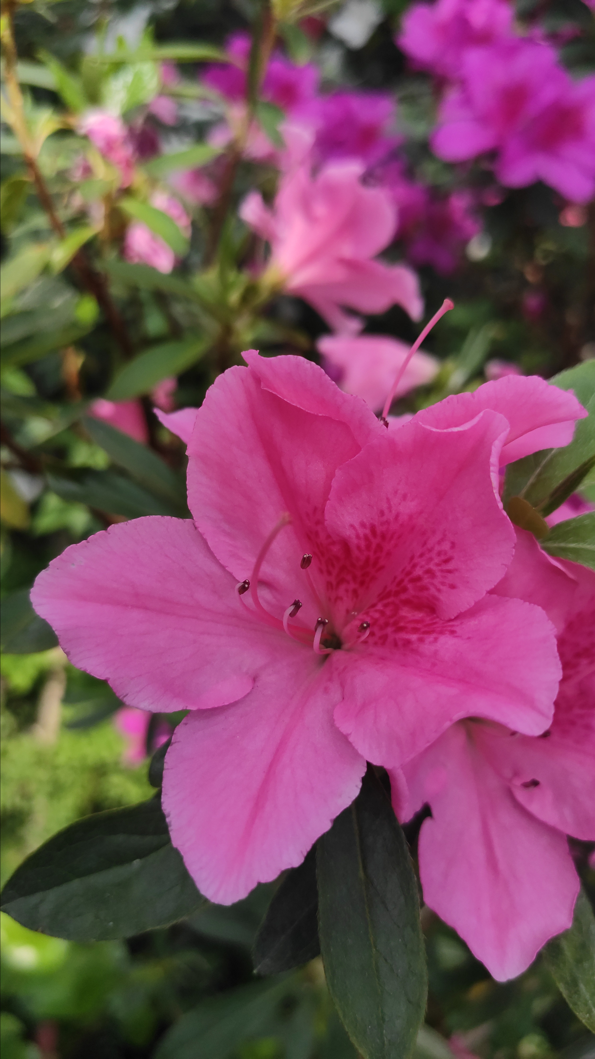 Весняні шпалери на телефон. Сімейний фотограф Київ Наталія Шкаврон