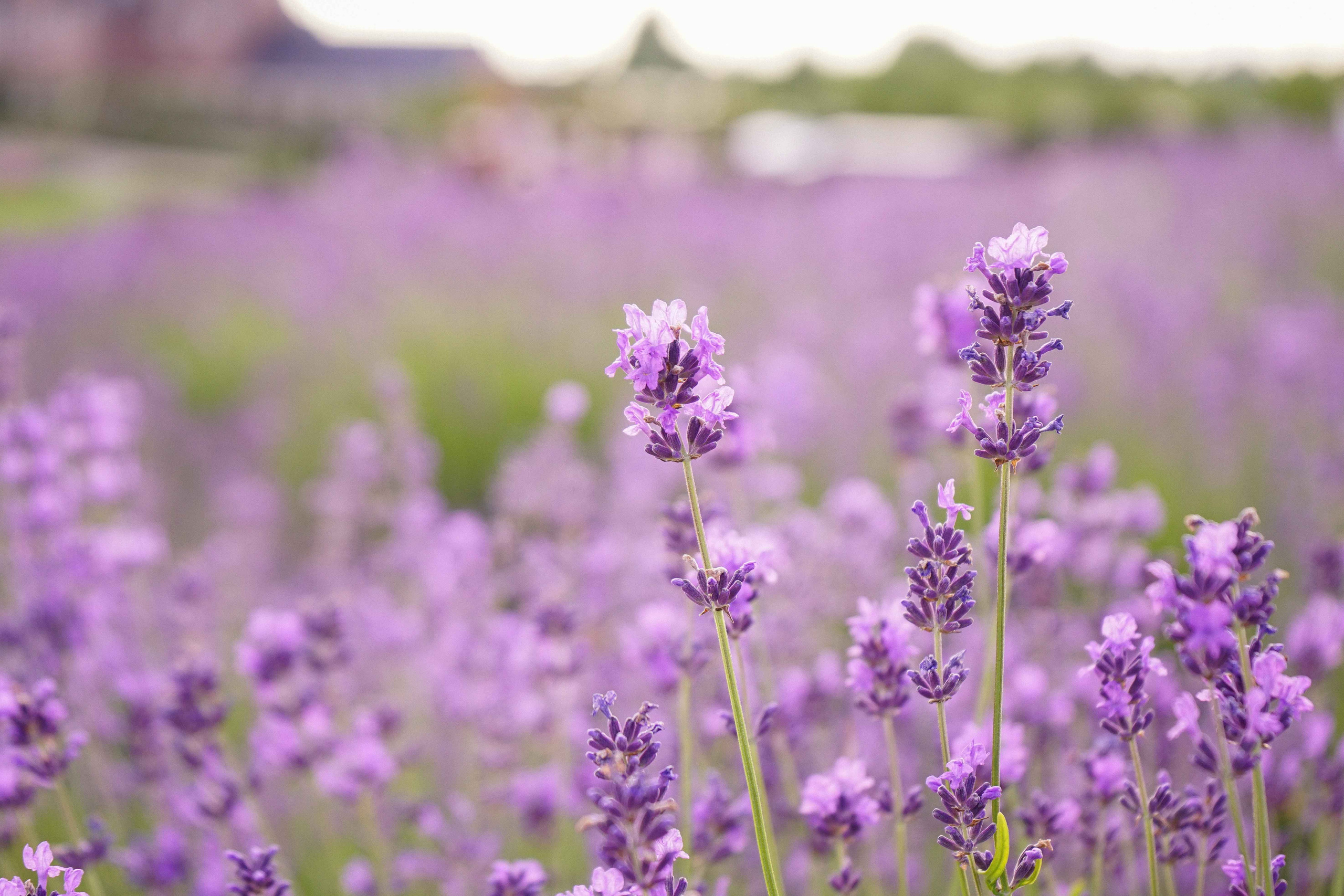 лавандове поле заставка, лавандовое поле обои на рабочий стол, лавандовое поле обои на телефон, фон лаванда обои на айфон, лаванда обои на телефон, цветки лаванды фон лаванда обои на айфон, эстетика обои на телефон лавандового цвета, лавандовые обои на телефон, лавандове поле фотосесія