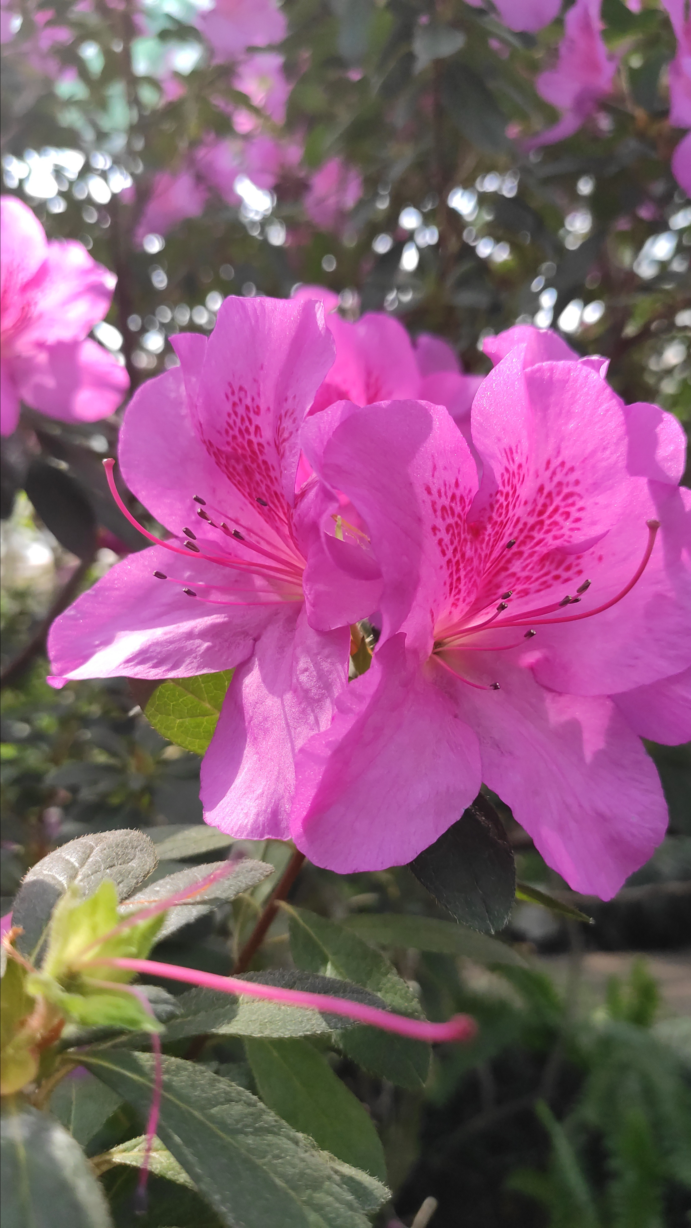 Весняні шпалери на телефон. Сімейний фотограф Київ Наталія Шкаврон