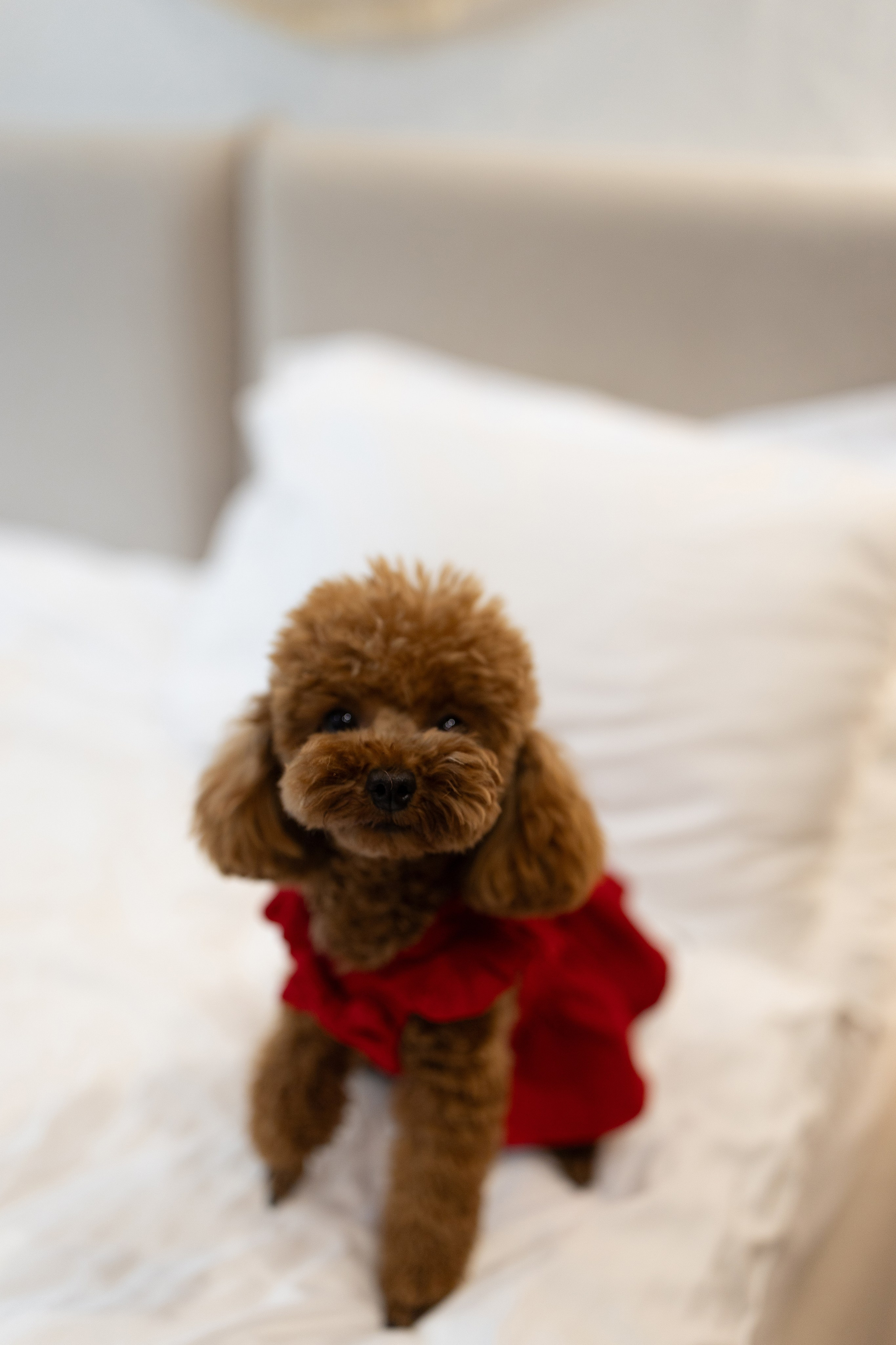 Elena and Nazar 2025. Весільний та сімейний фотограф Черкаси-Київ