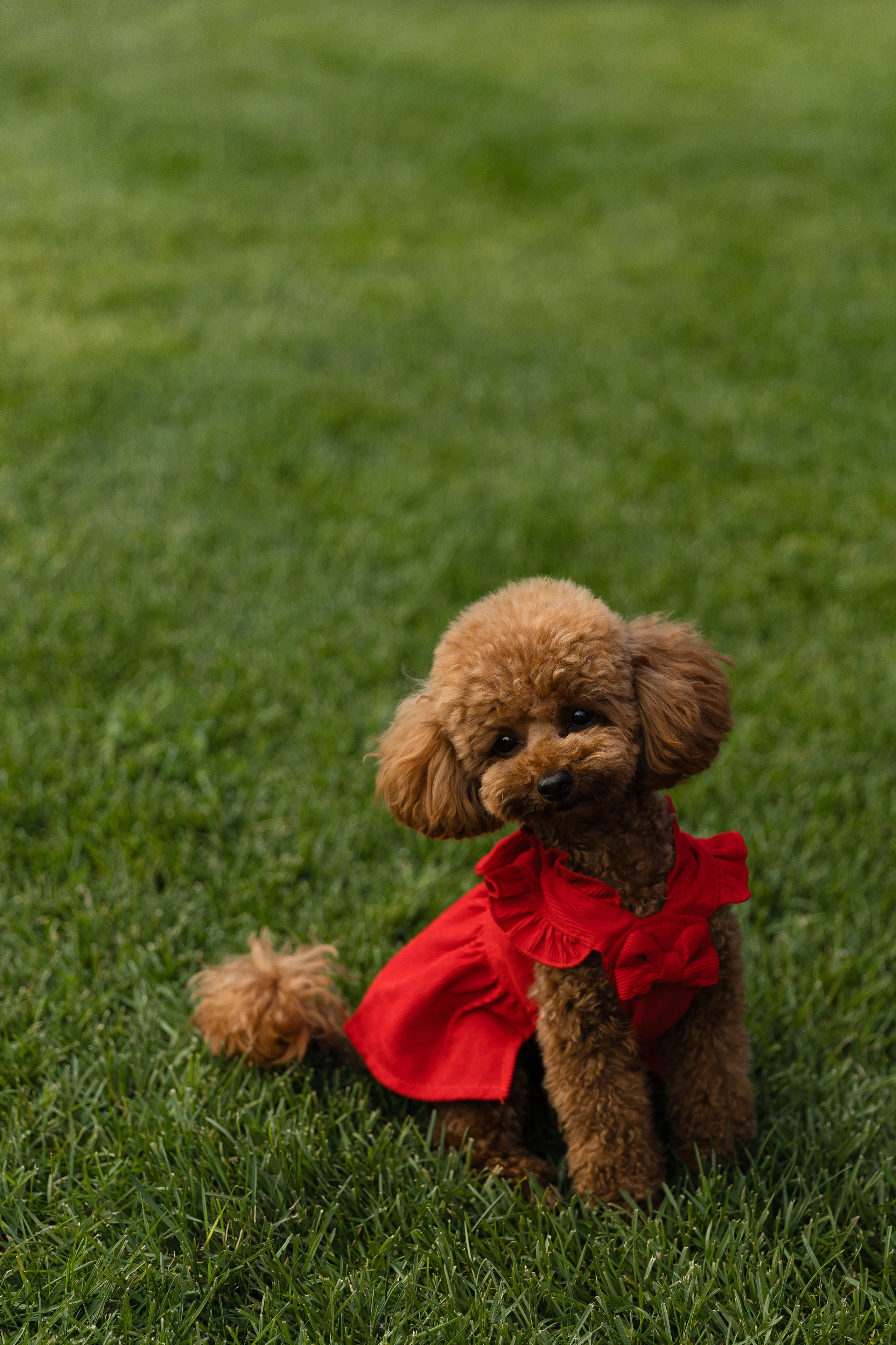 Elena and Nazar 2025. Весільний та сімейний фотограф Черкаси-Київ