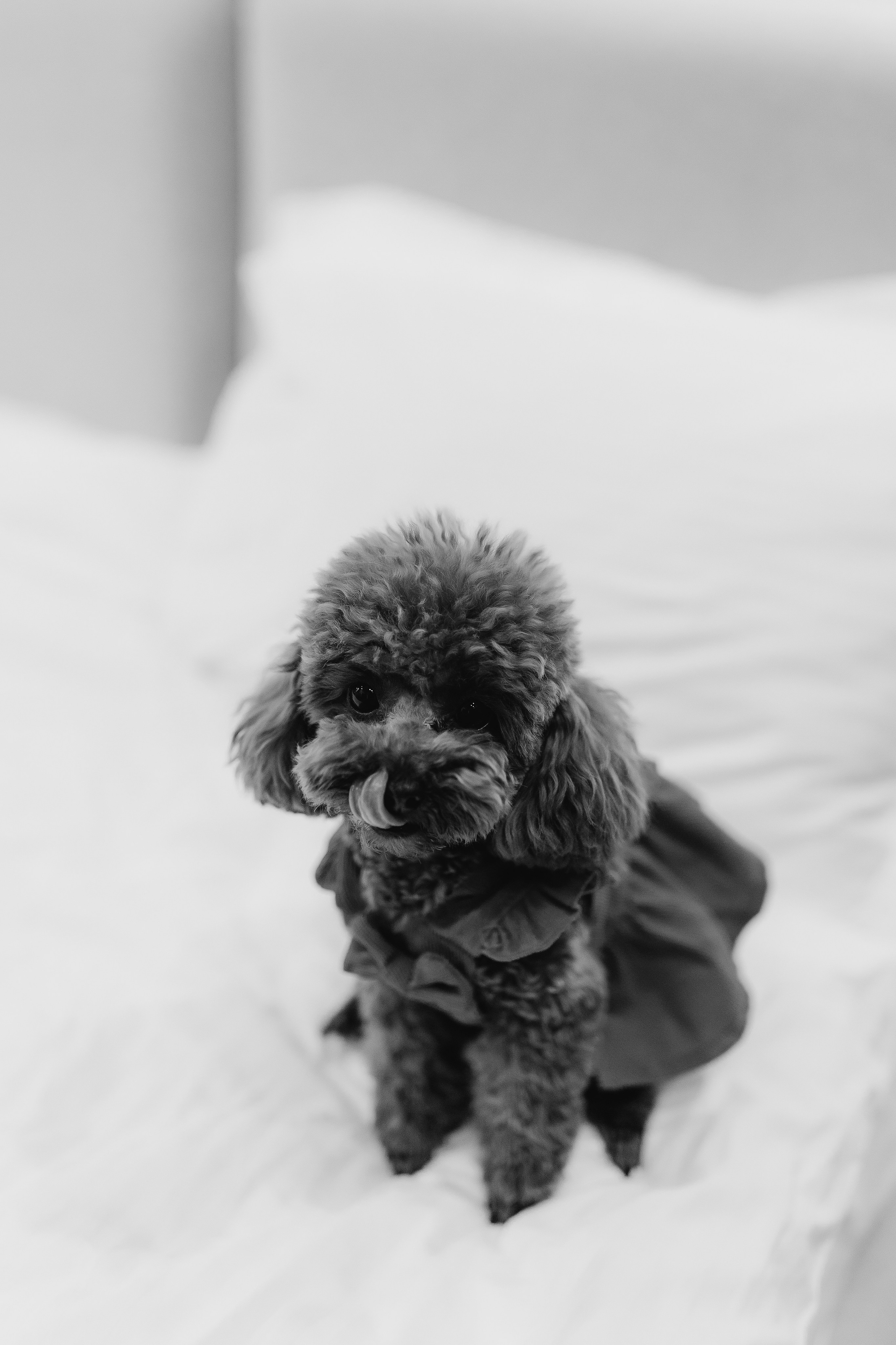 Elena and Nazar 2025. Весільний та сімейний фотограф Черкаси-Київ