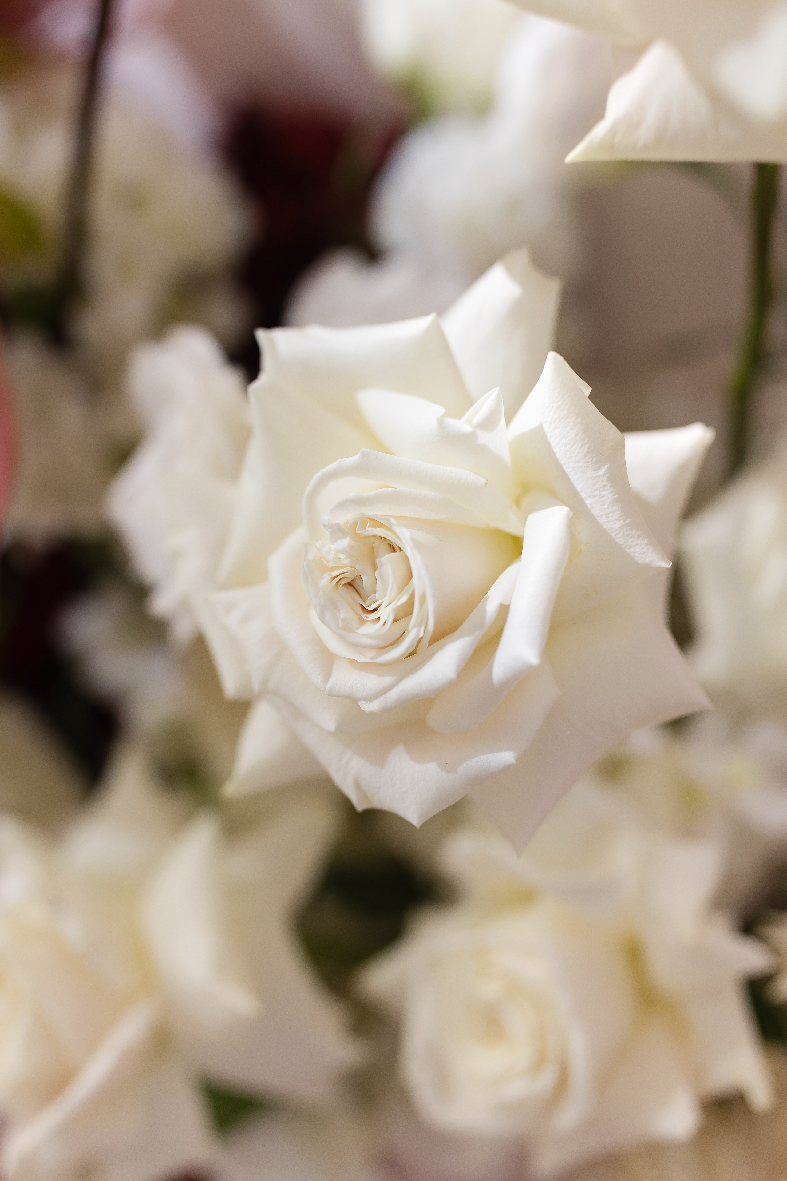 Elena and Nazar 2025. Весільний та сімейний фотограф Черкаси-Київ