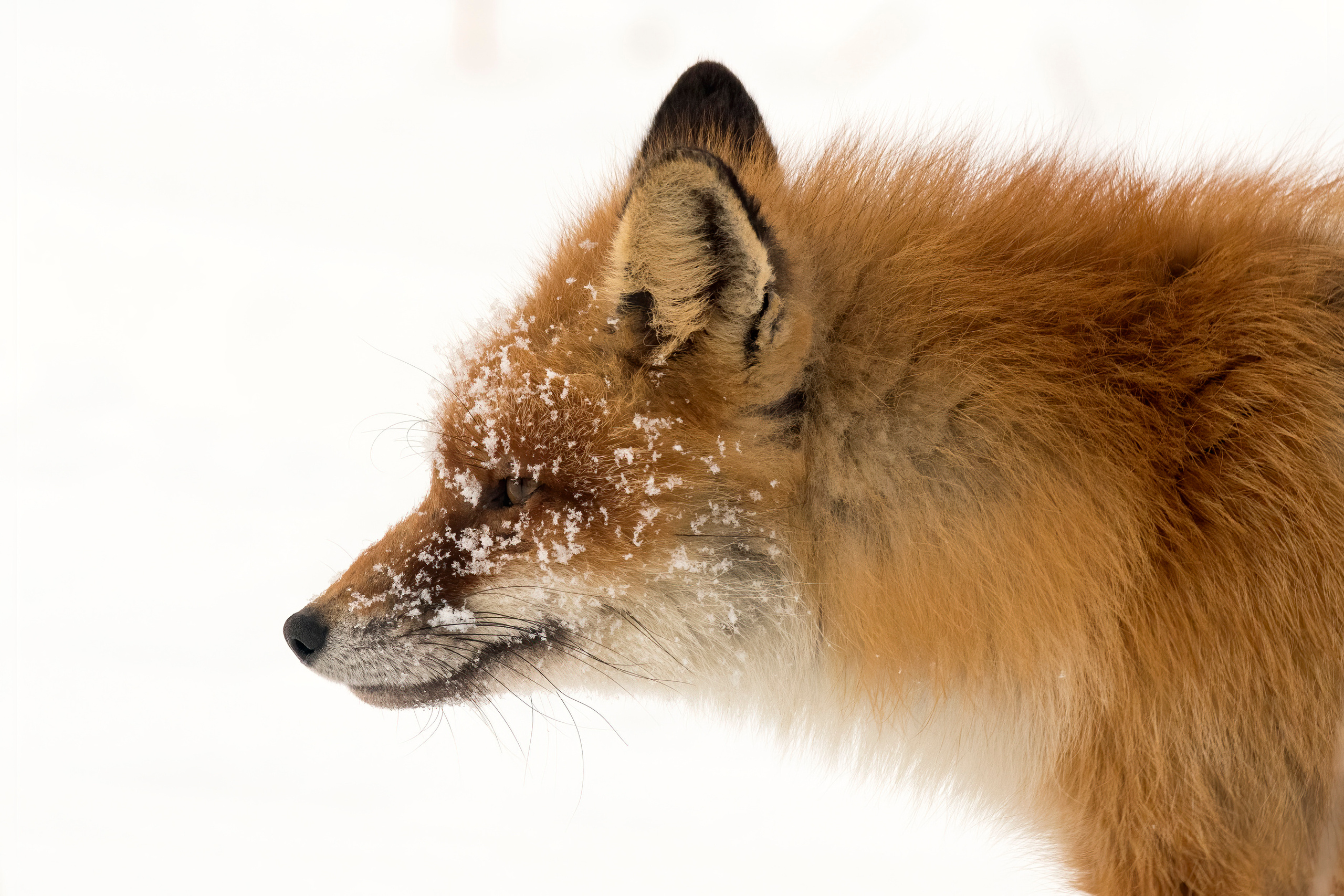 Red fox