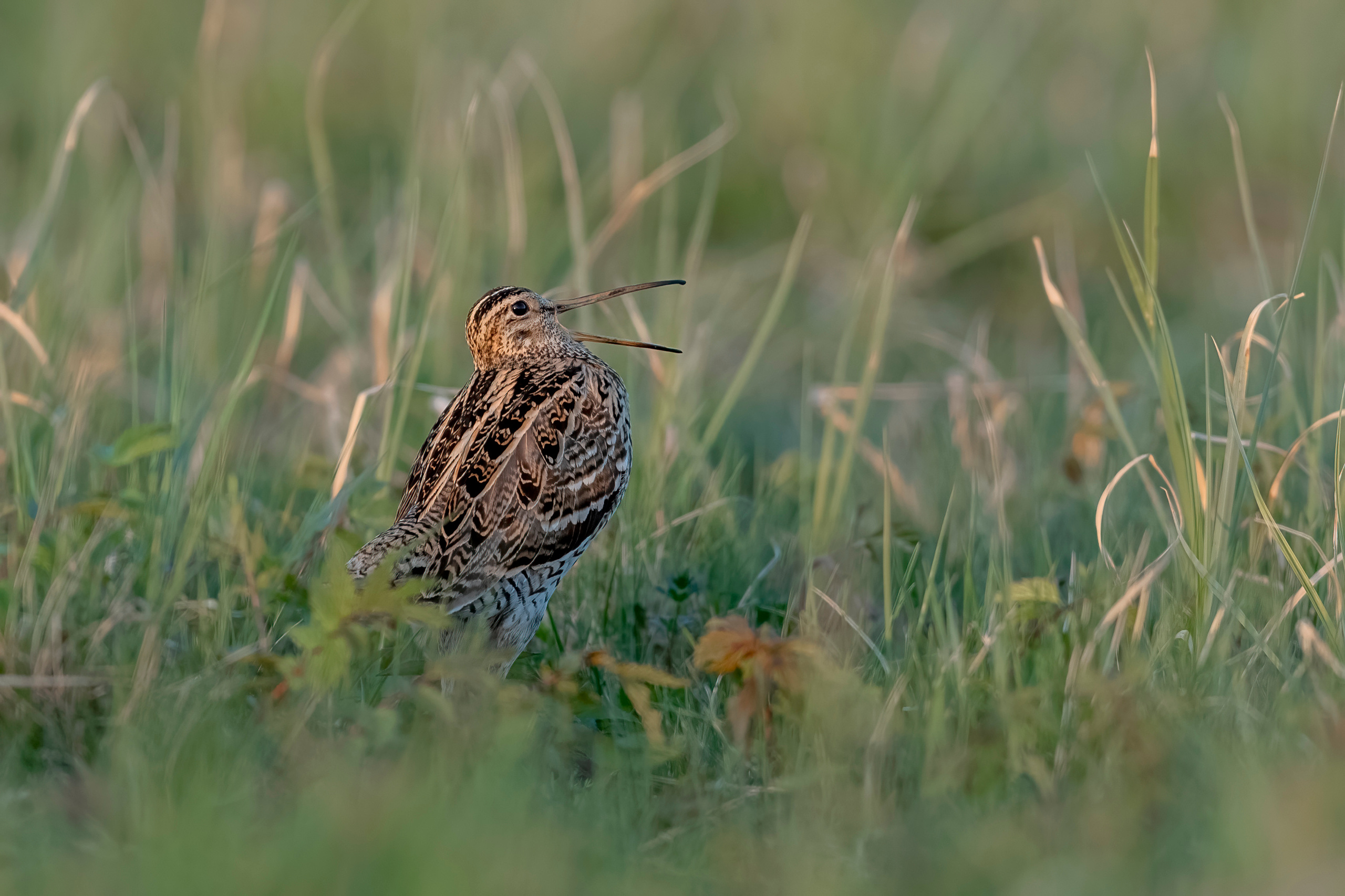 Wildlife photographer Andrejs Jesko