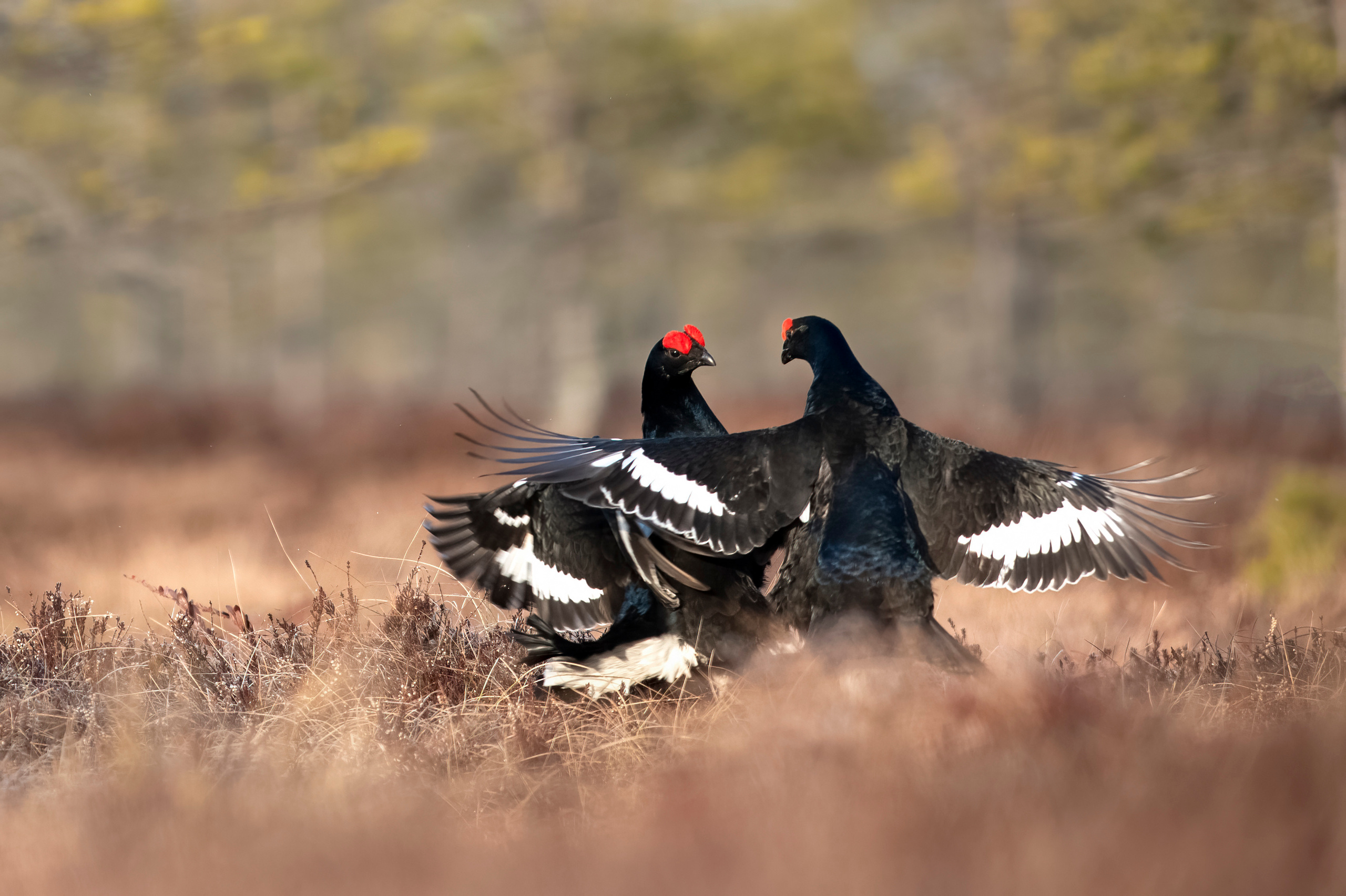 Andrejs Jesko wildlife photography. Wildlife photographer Andrejs Jesko