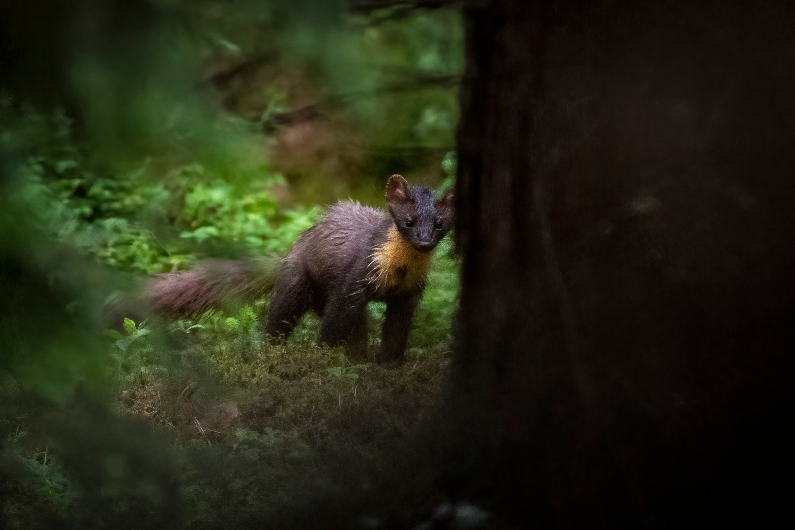 Pine marten