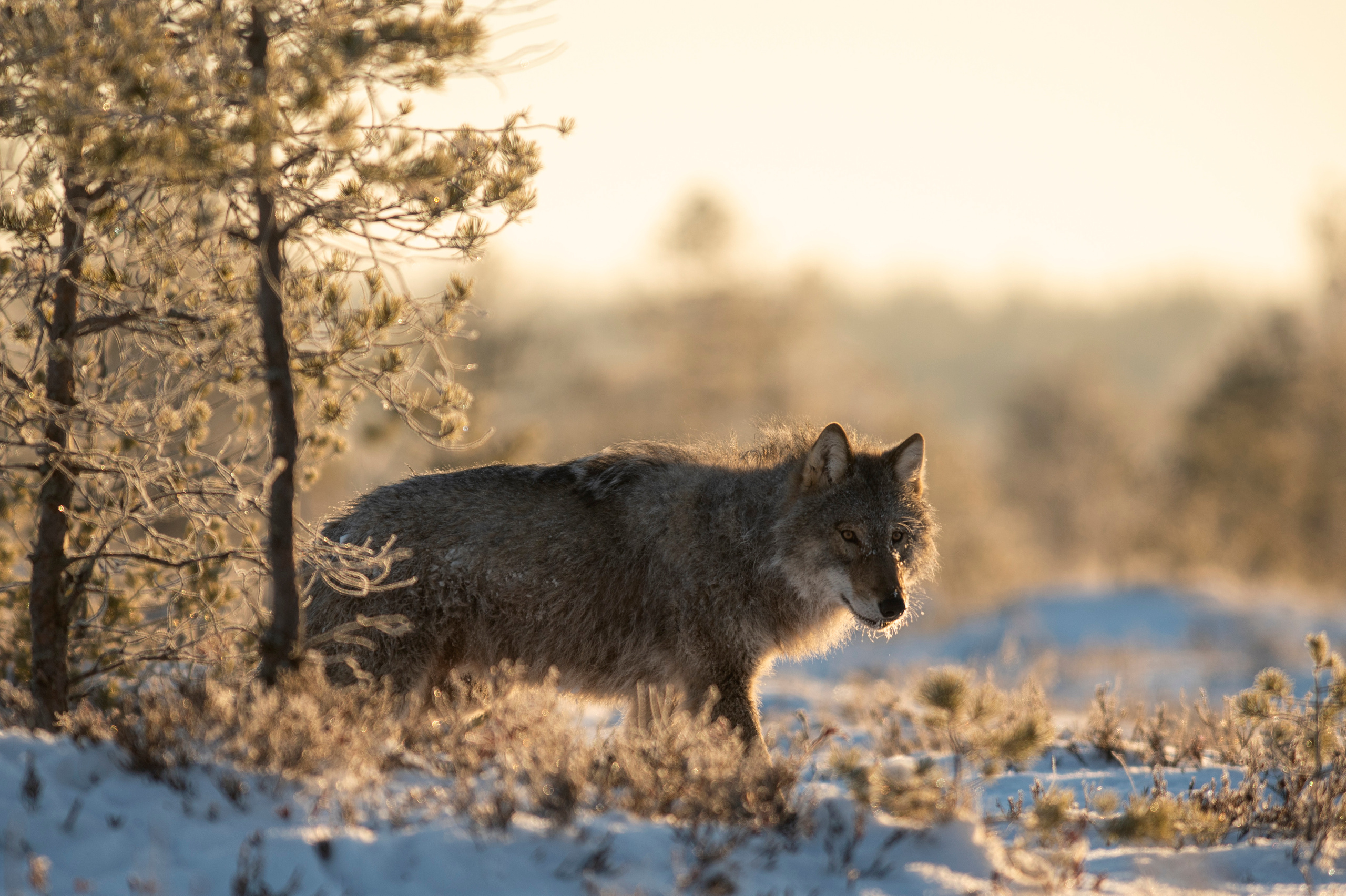 Andrejs Jesko wildlife photography. Wildlife photographer Andrejs Jesko
