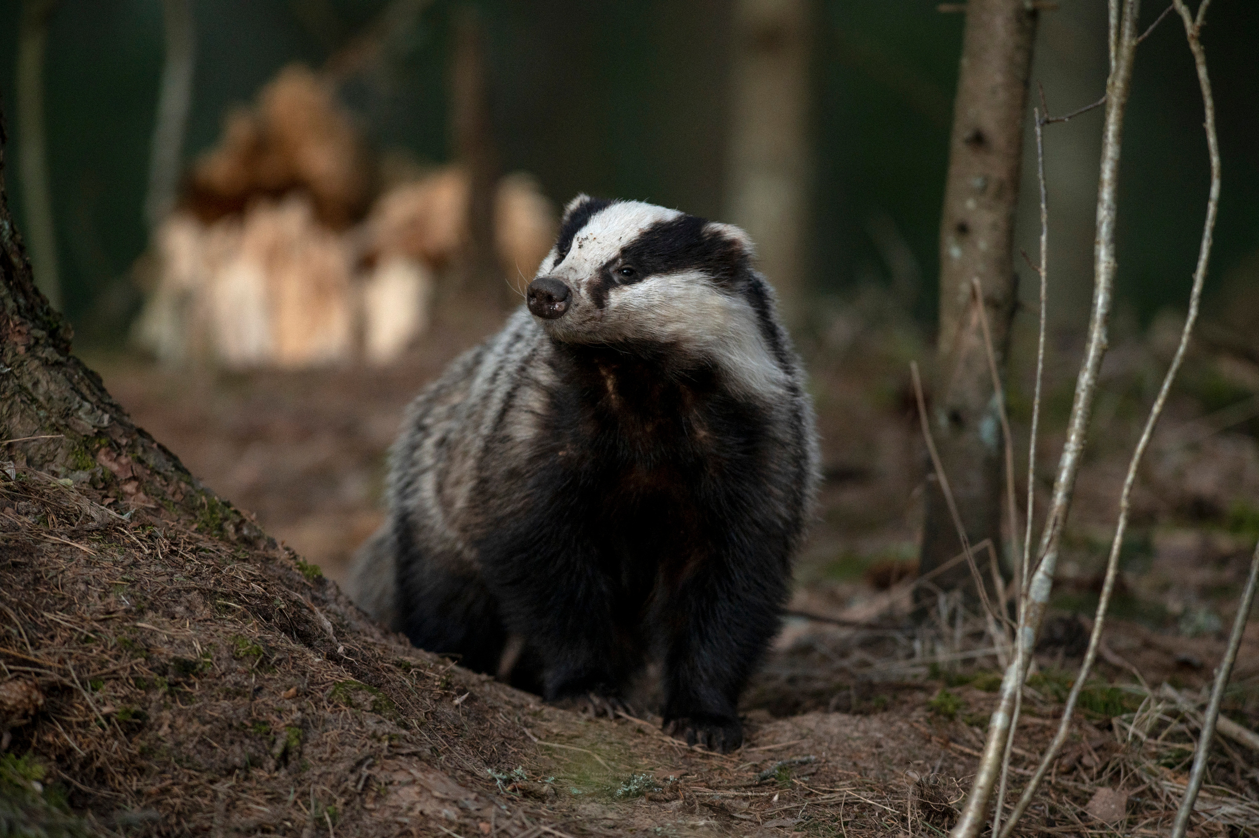 Badger