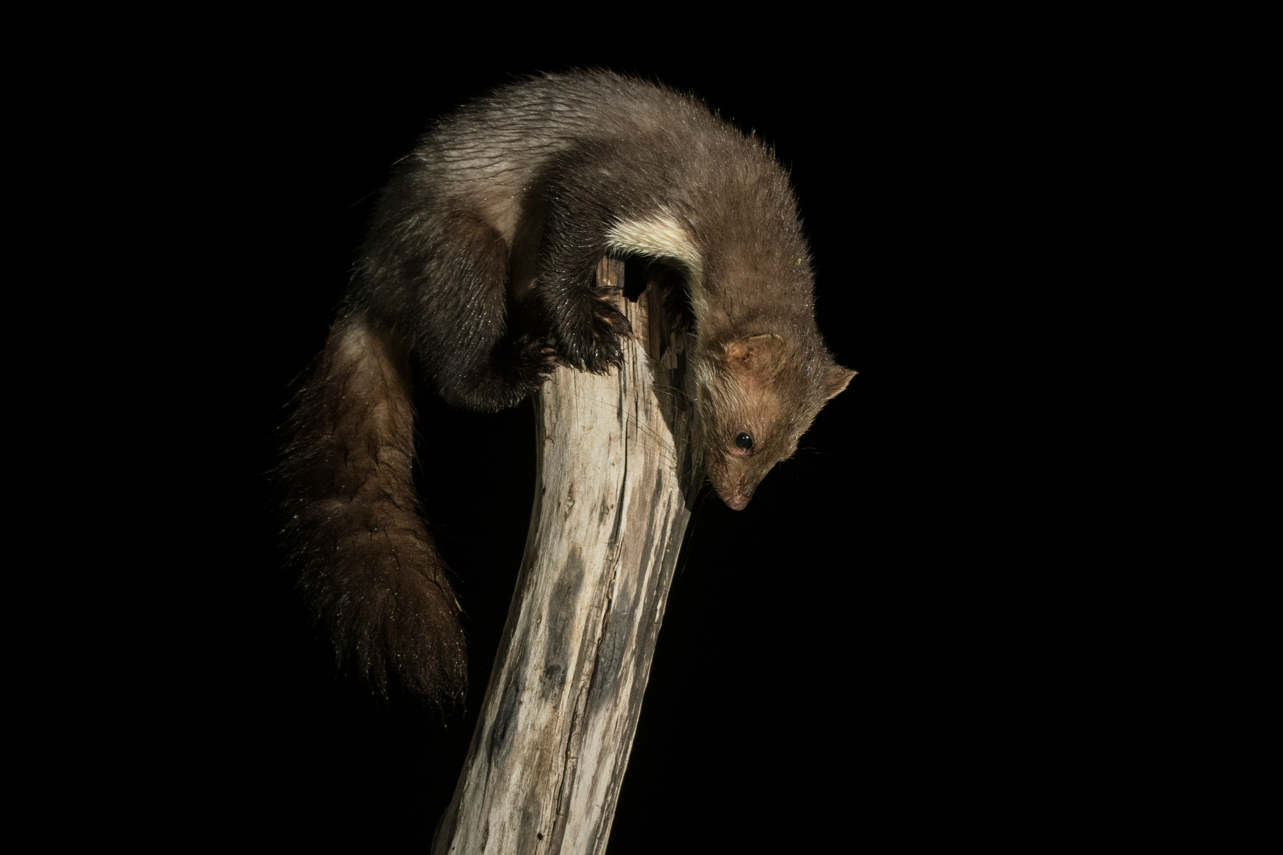 Beech marten