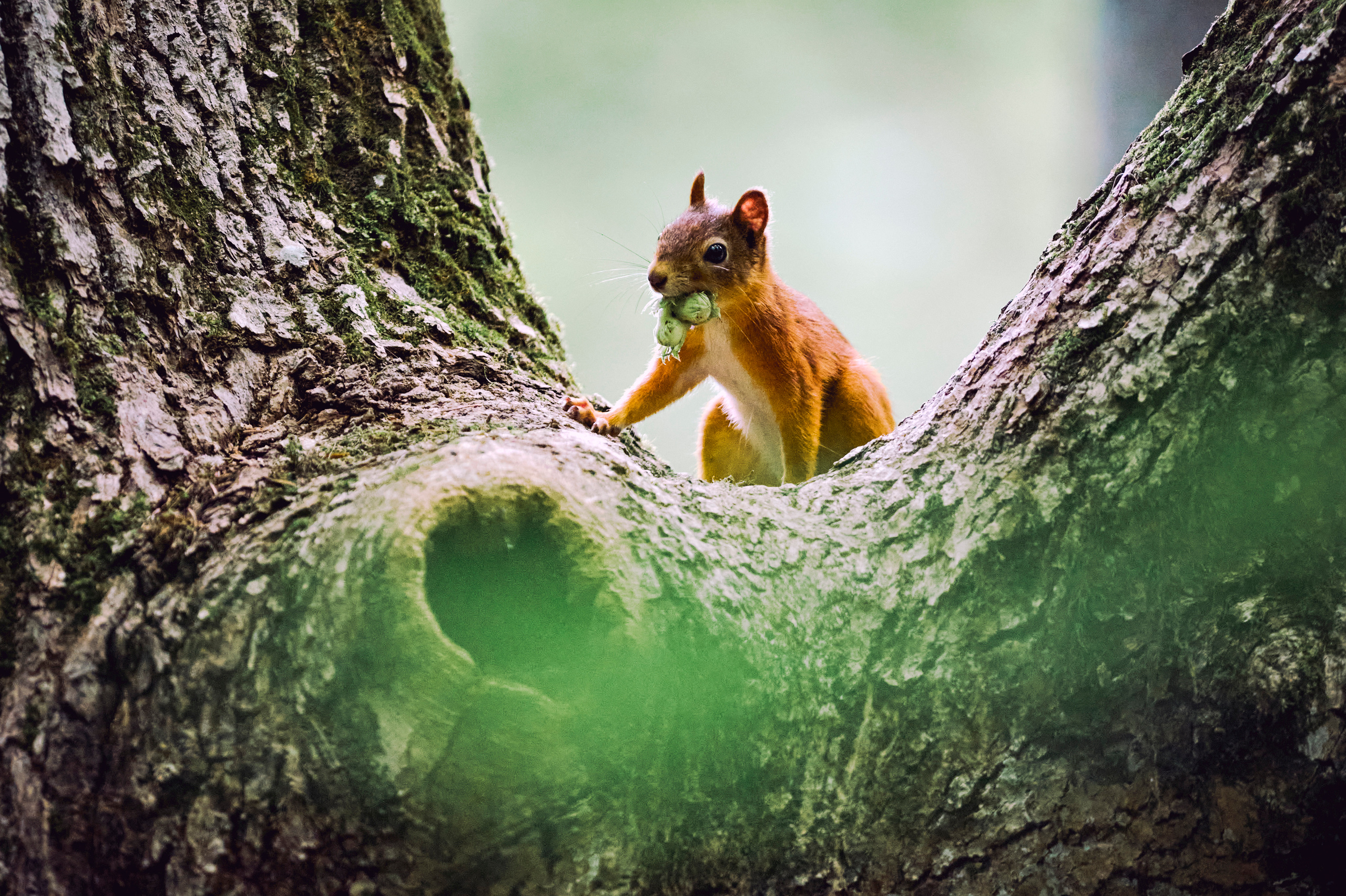 Red squirrel