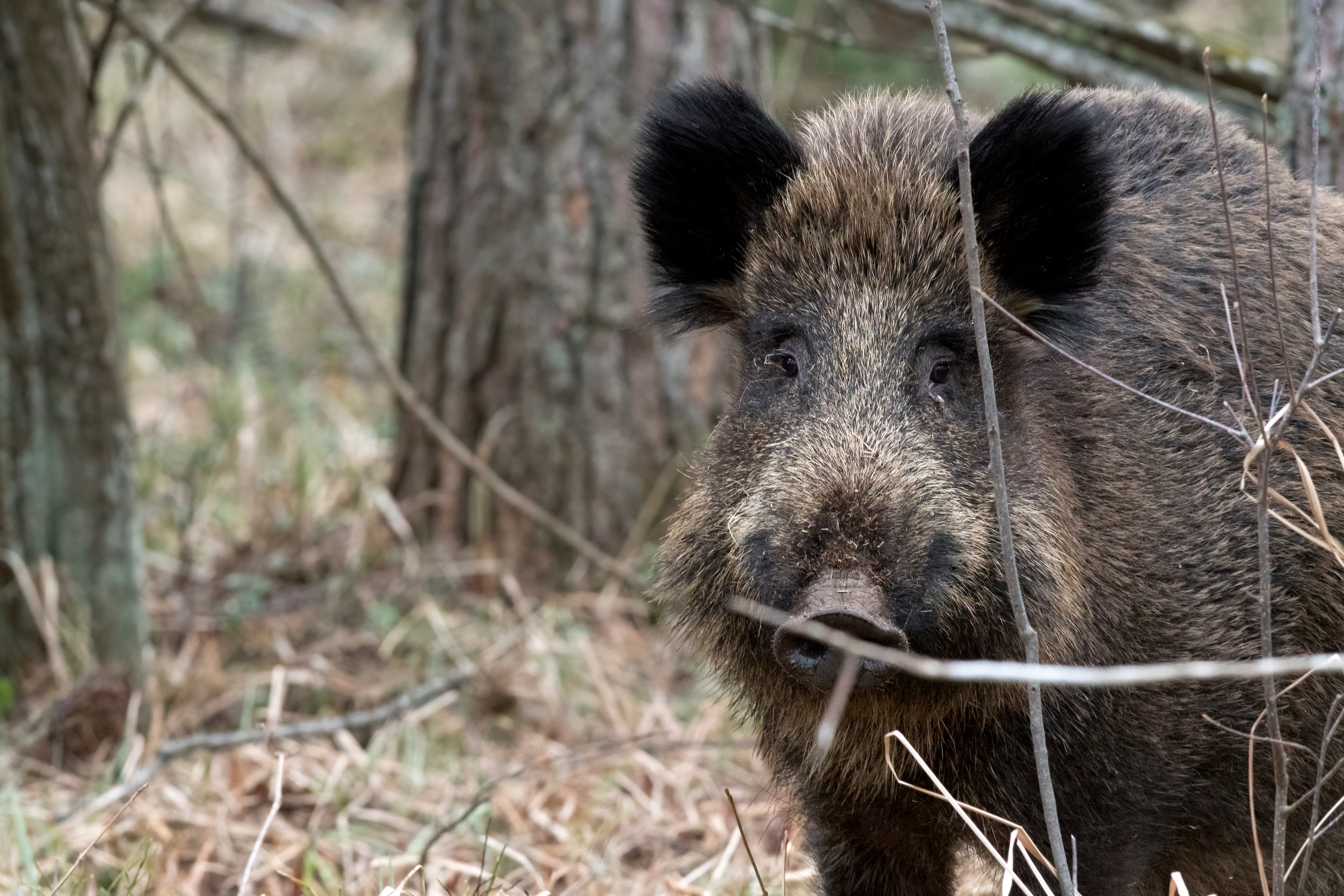 Andrejs Jesko wildlife photography. Wildlife photographer Andrejs Jesko