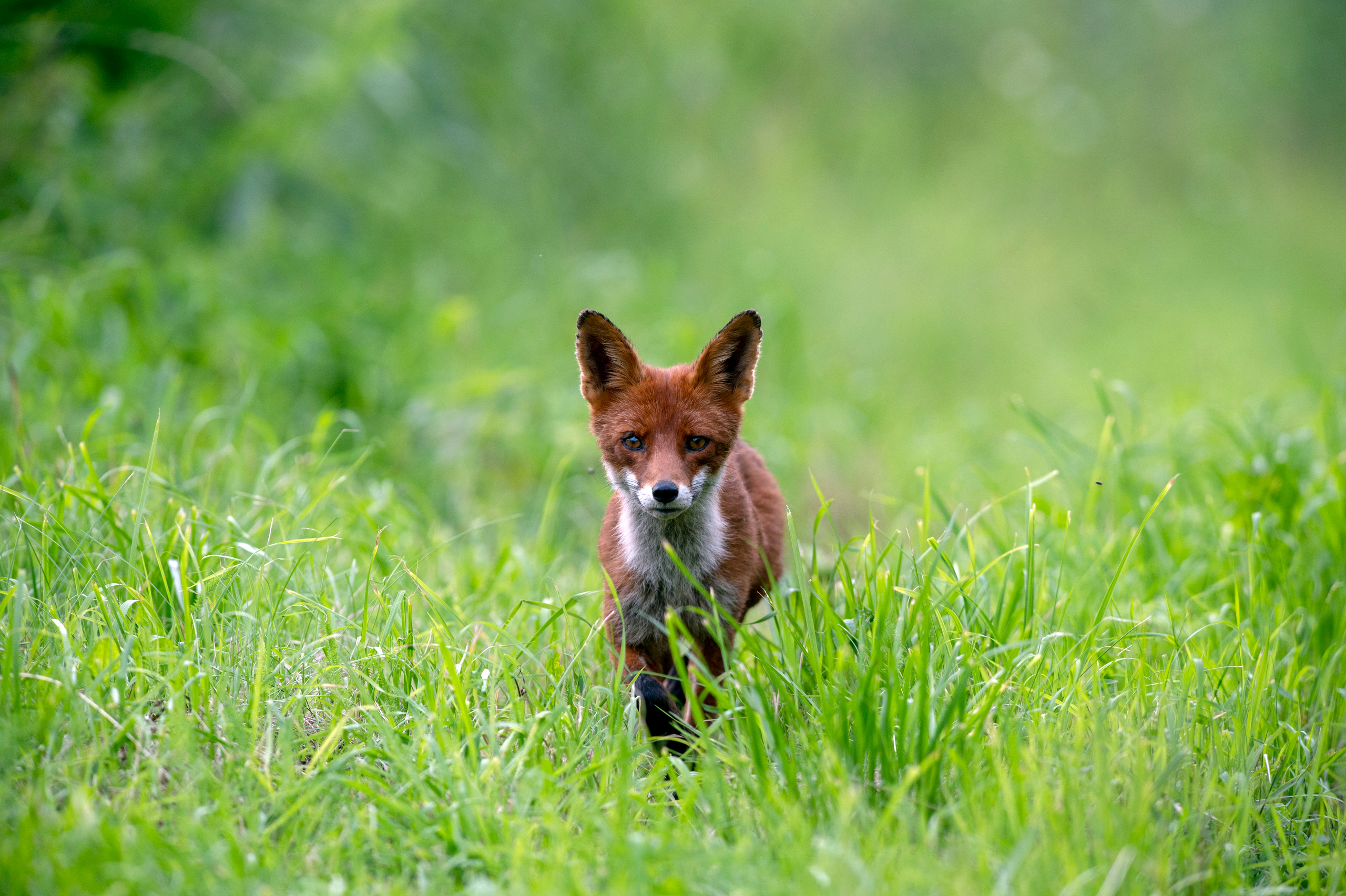 Andrejs Jesko wildlife photography. Wildlife photographer Andrejs Jesko