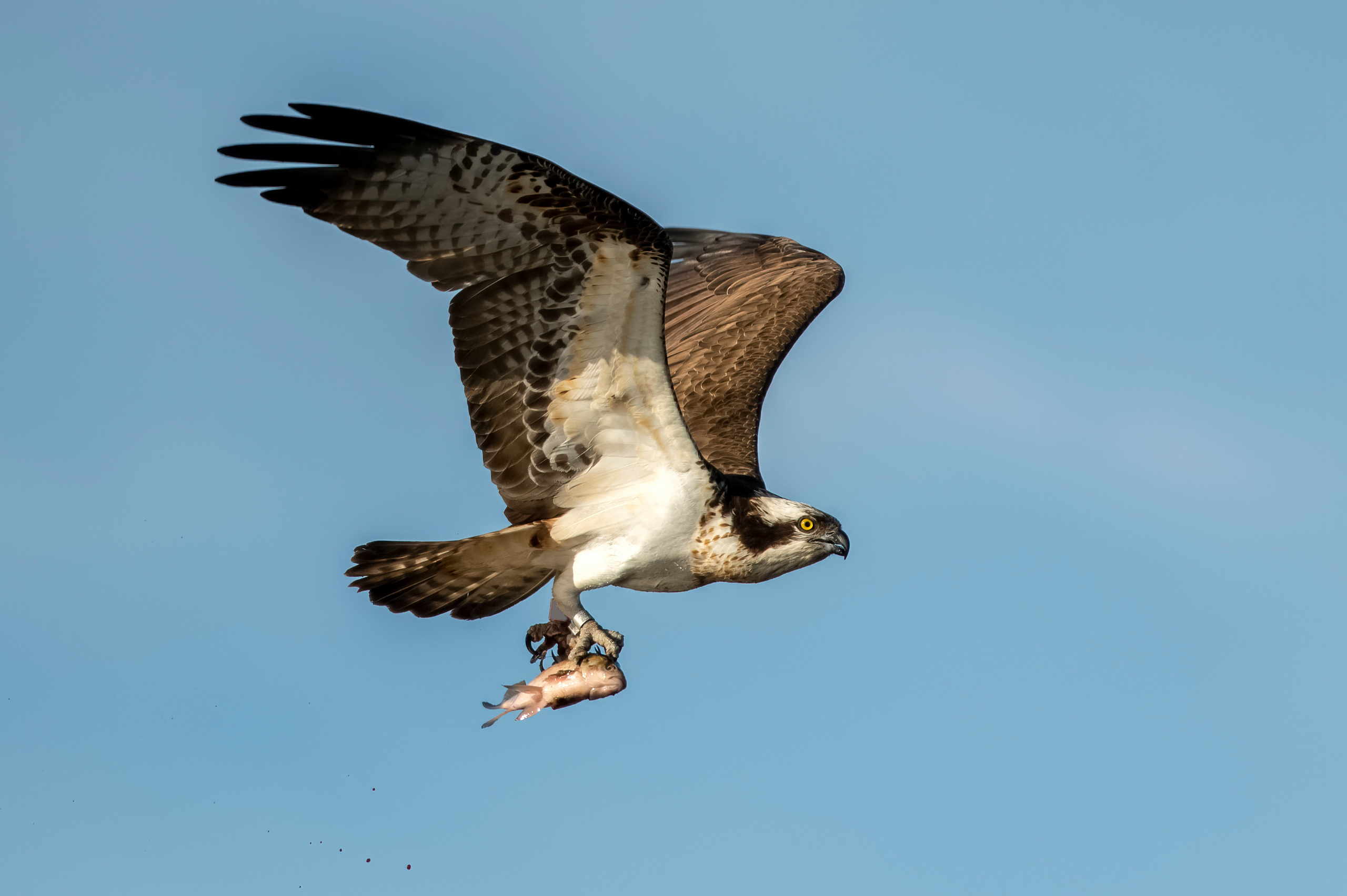 Wildlife photographer Andrejs Jesko