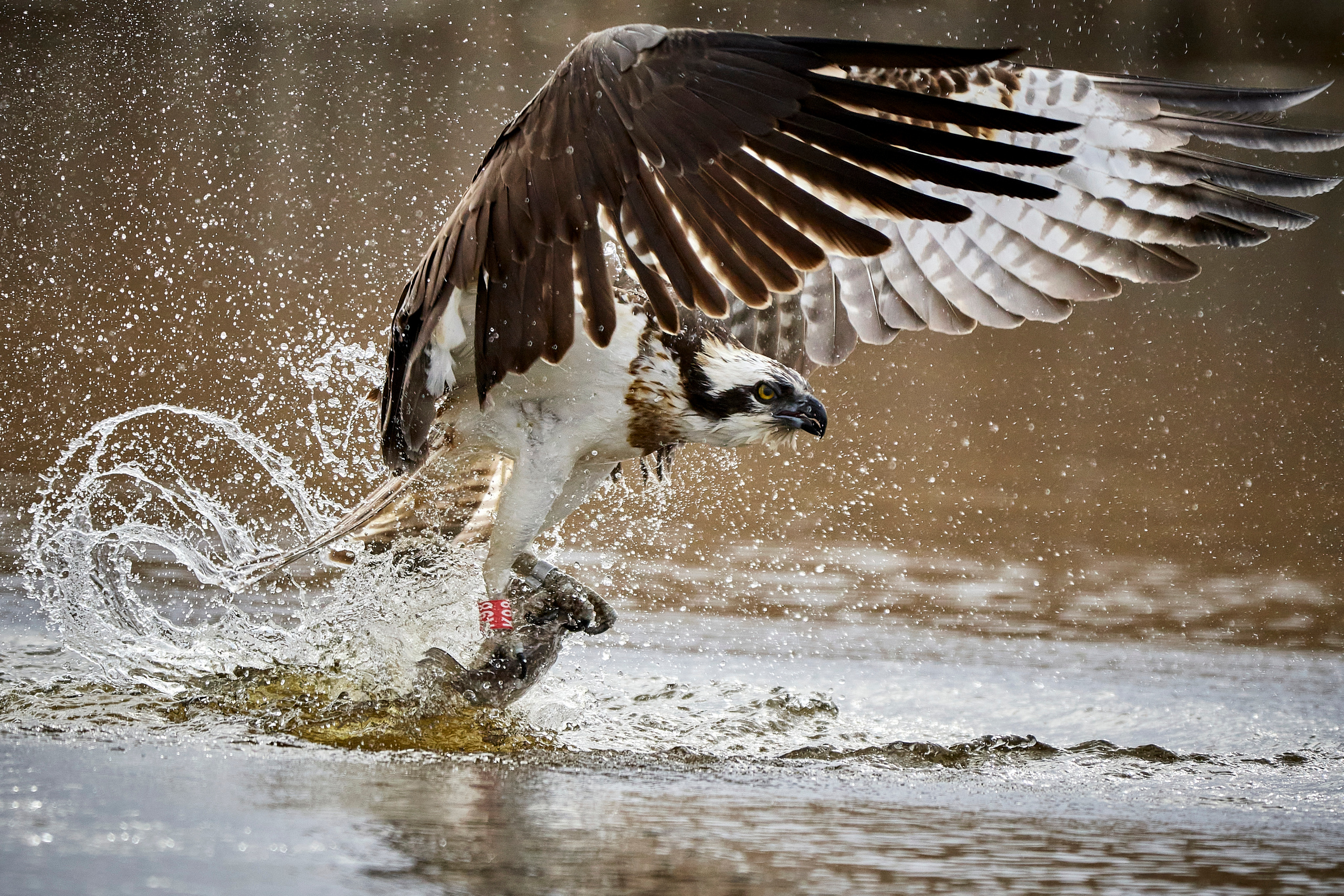 Andrejs Jesko wildlife photography. Wildlife photographer Andrejs Jesko