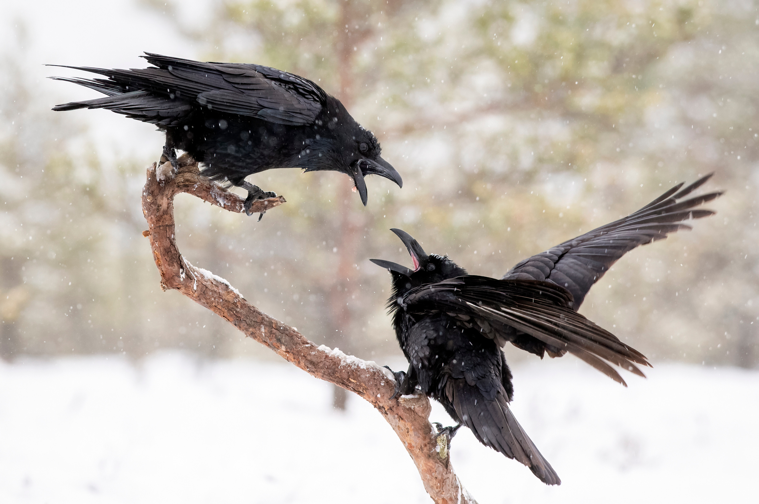 Wildlife photographer Andrejs Jesko