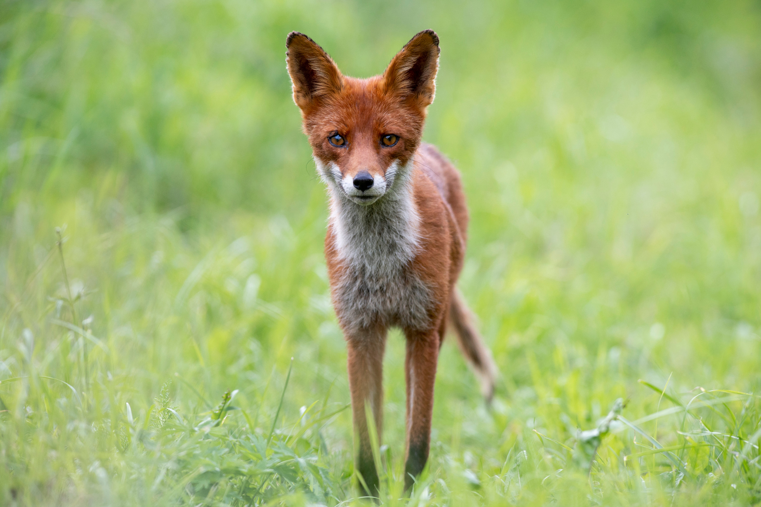 Red fox