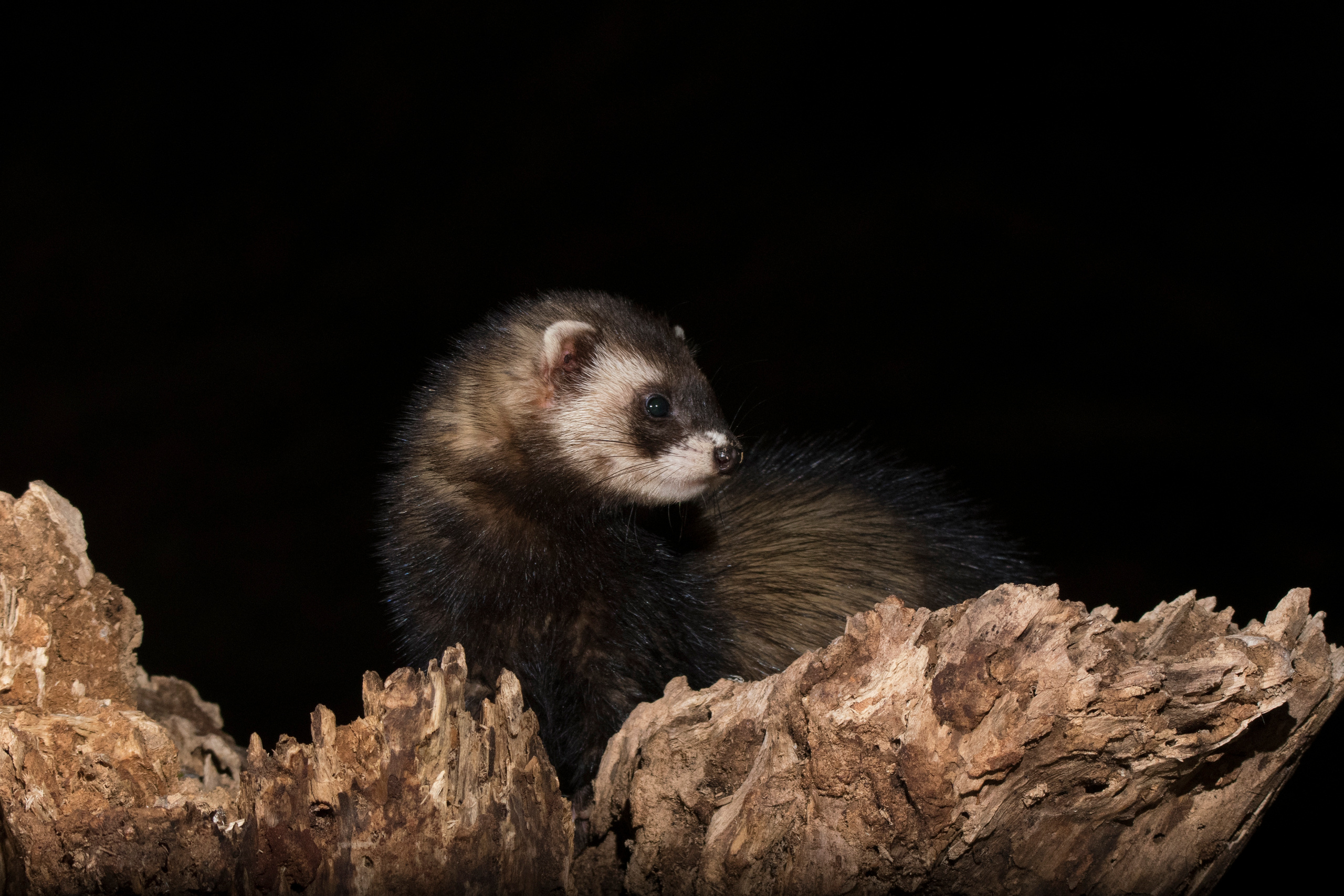 Wildlife photographer Andrejs Jesko