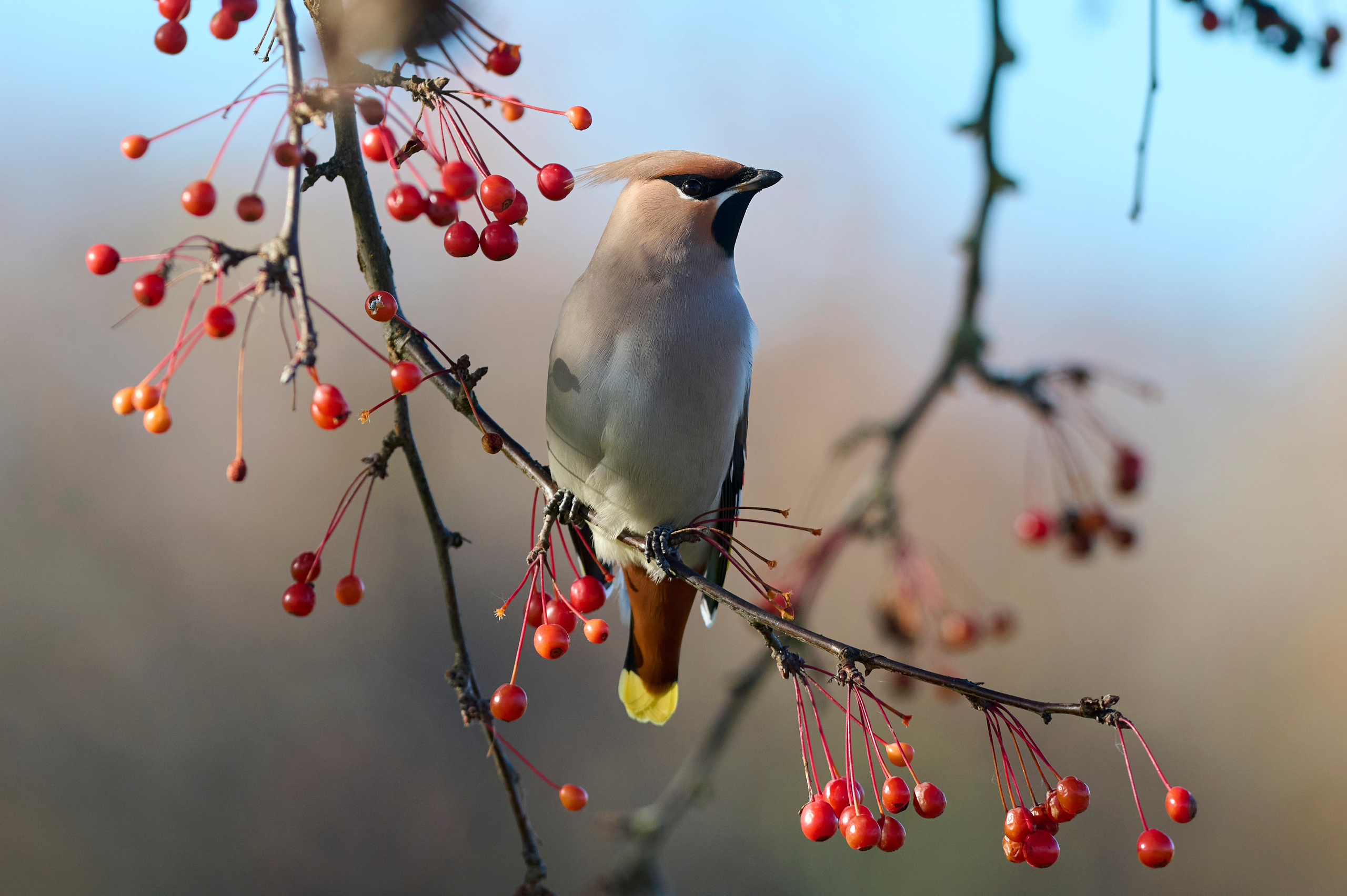 Andrejs Jesko wildlife photography. Wildlife photographer Andrejs Jesko
