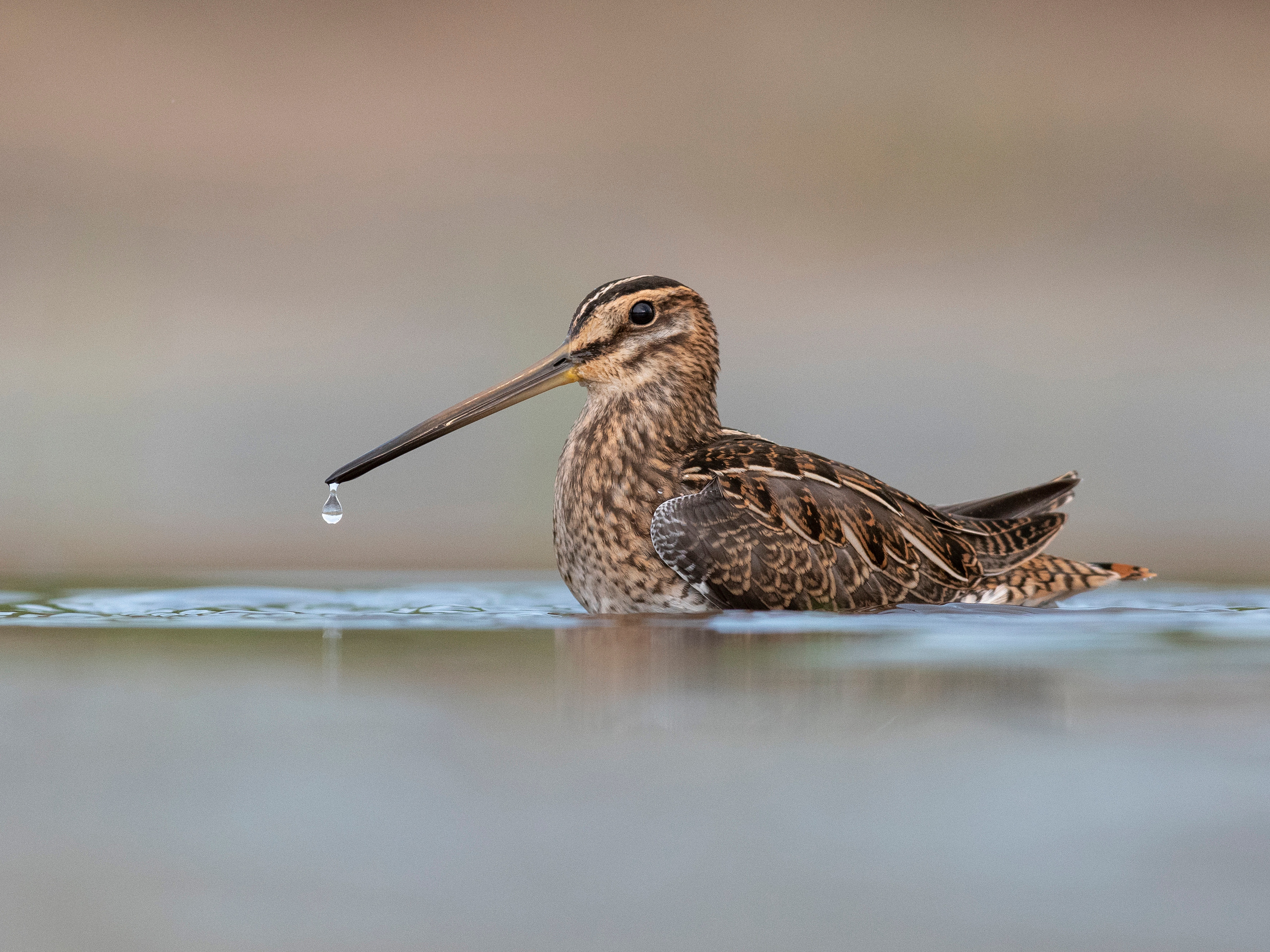 Wildlife photographer Andrejs Jesko