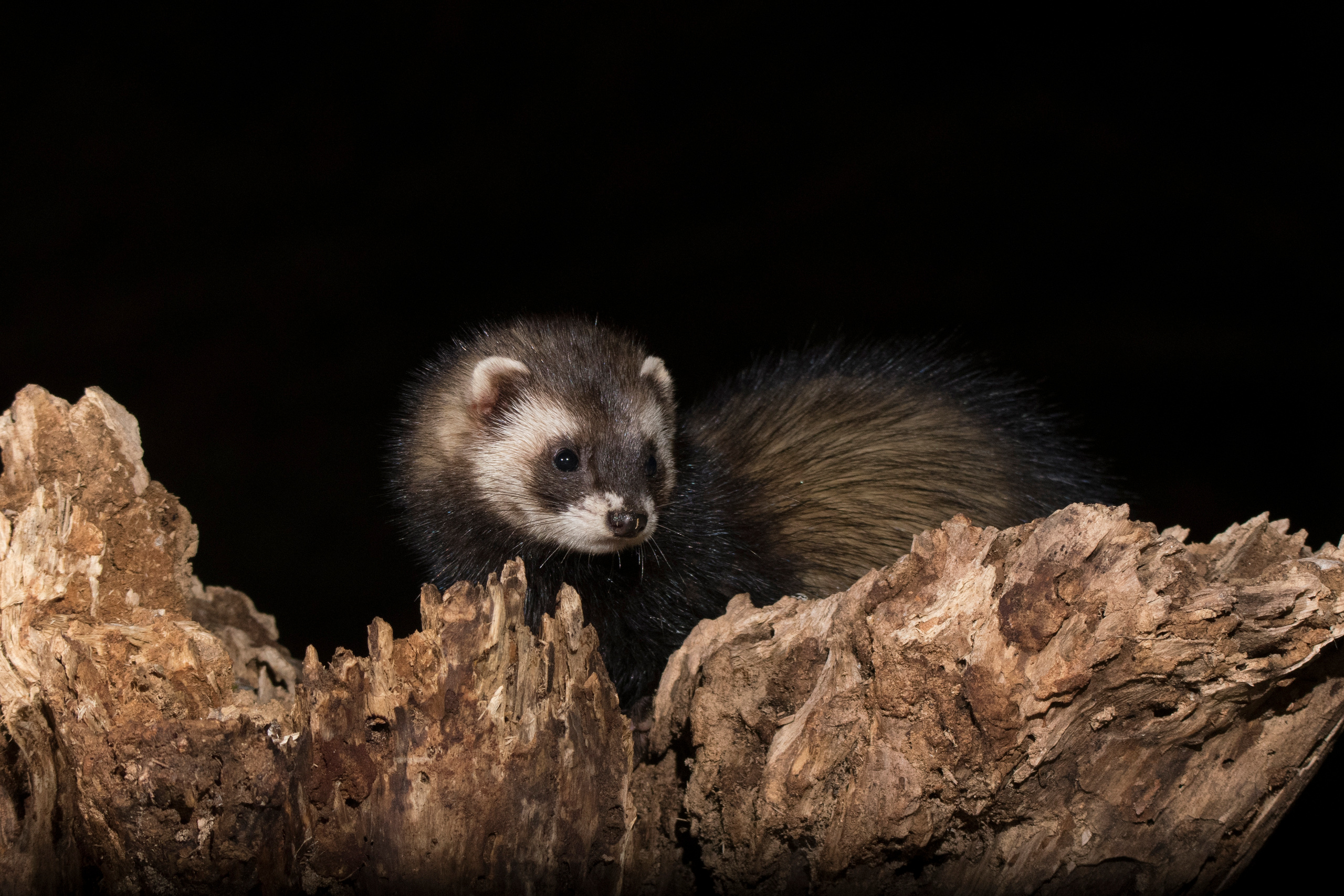 Western polecat