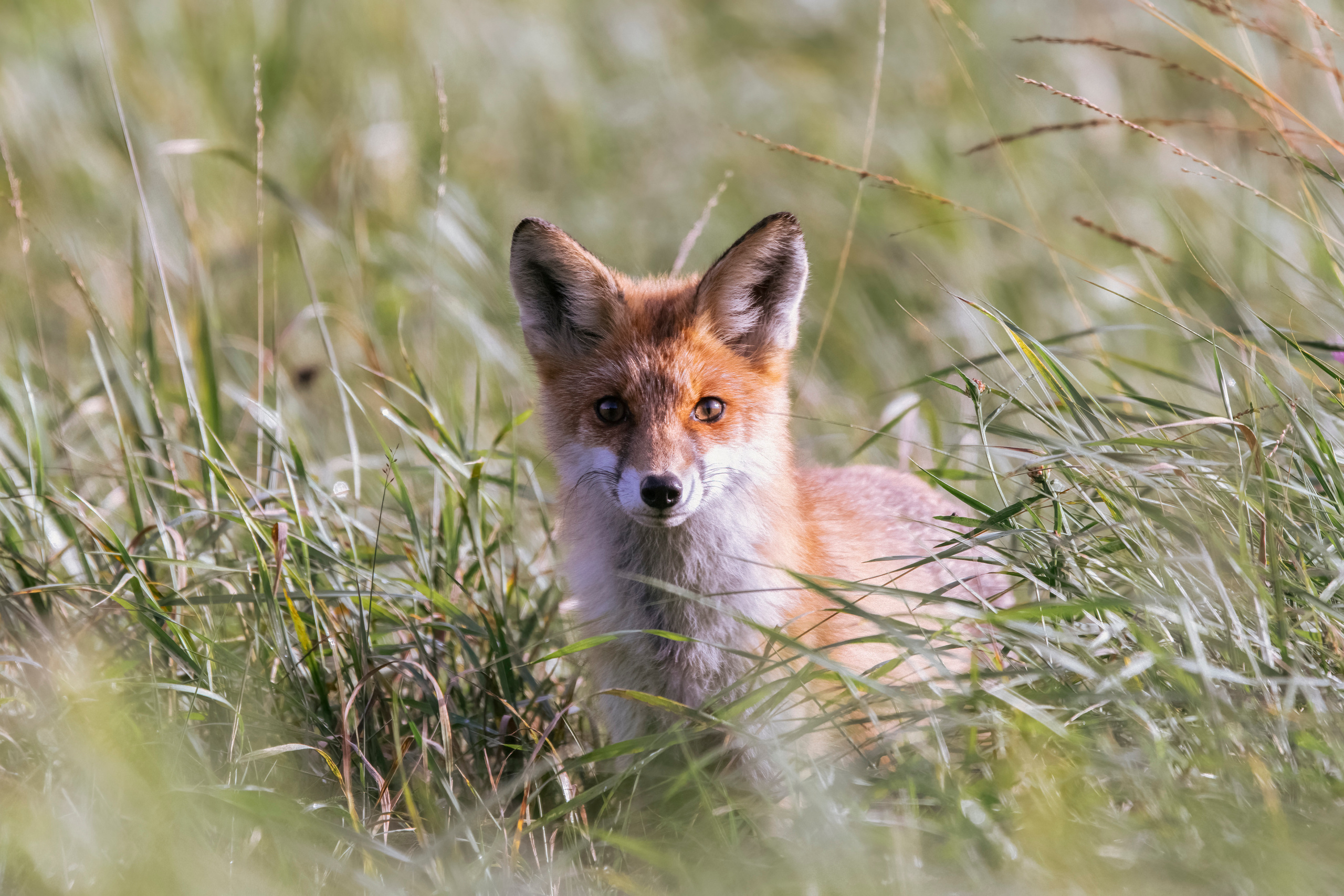 Red fox