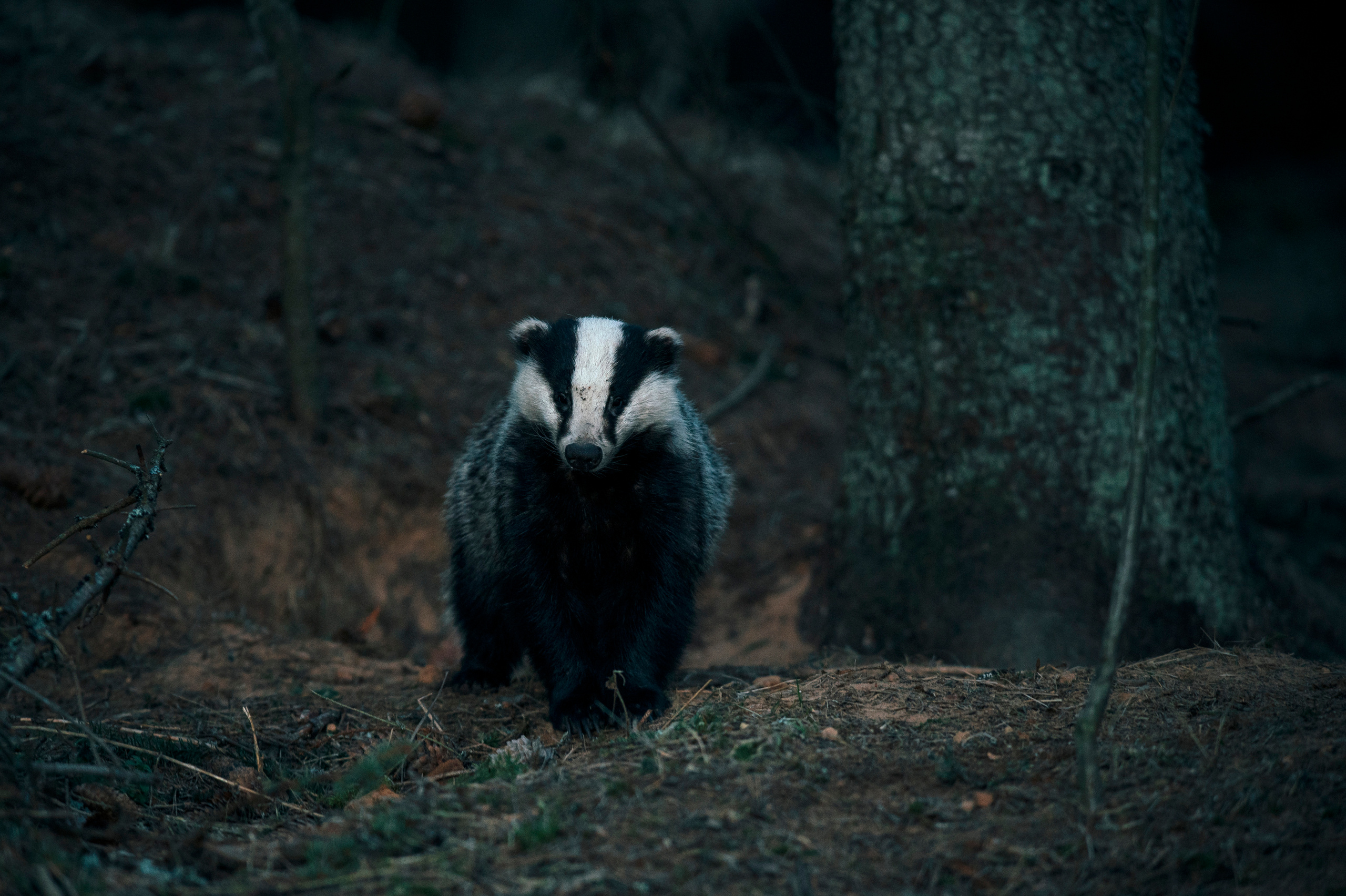 Badger