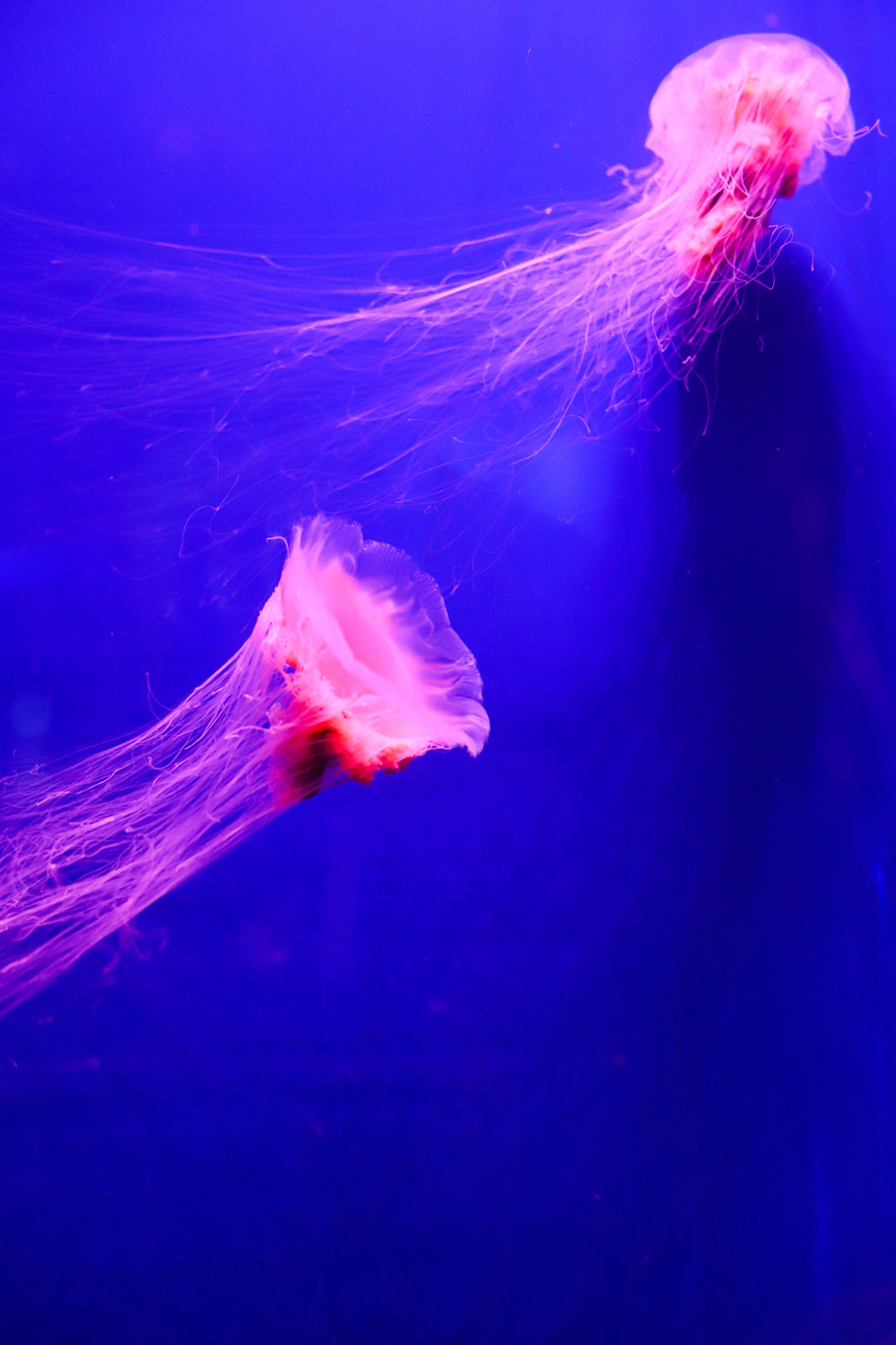 Шкільний фотограф. Фотограф в садочок. Дитячий та сімейний фотограф Олена Логвінова