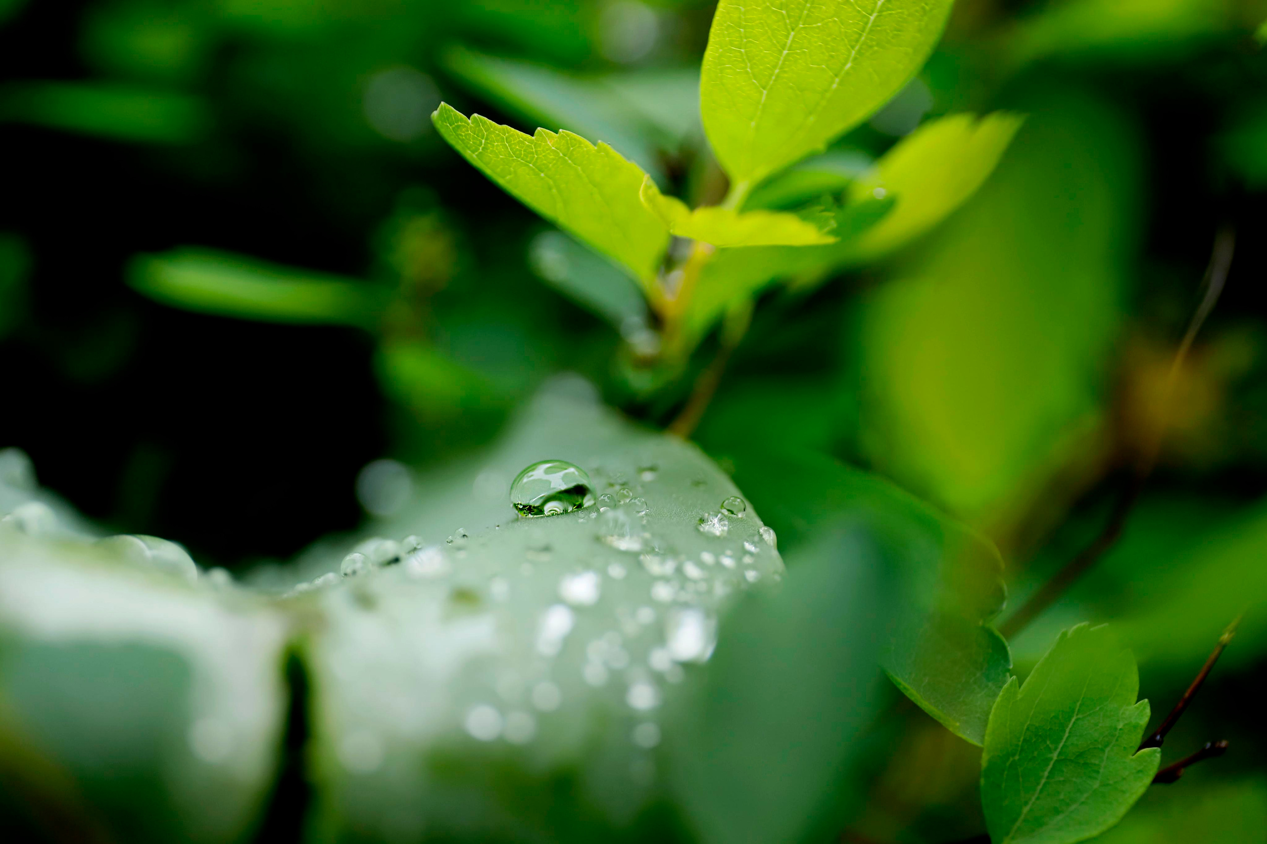 обої,  шпалери для робочого стола, шпалери для телефону, обої для телефону, скачать 