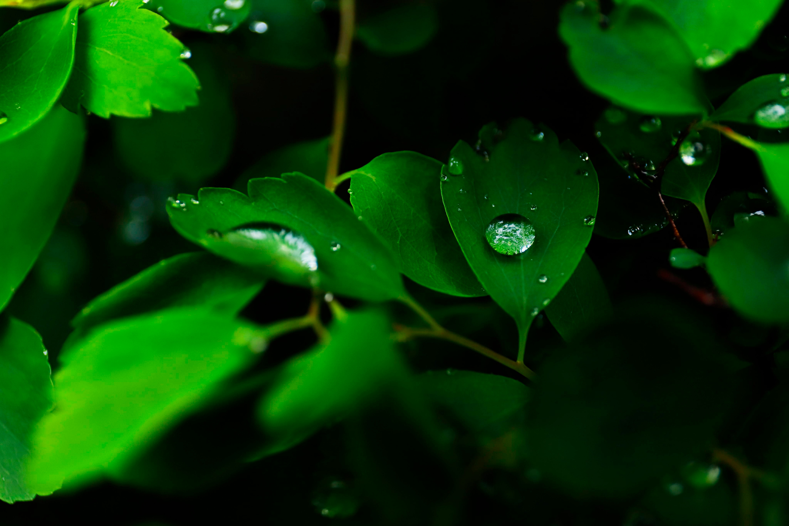 обої,  шпалери для робочого стола, шпалери для телефону, обої для телефону, скачать , дождь, краплі