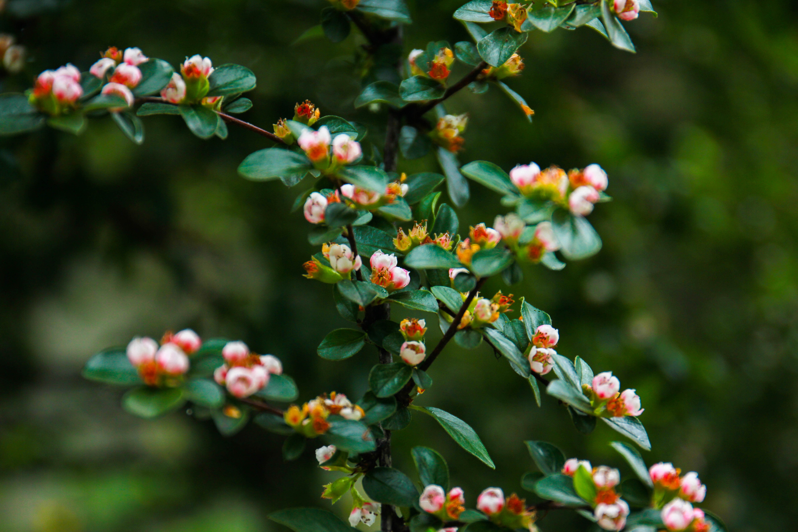 Фотосесія в ботанічному саду. Дитячий та сімейний фотограф Олена Логвінова