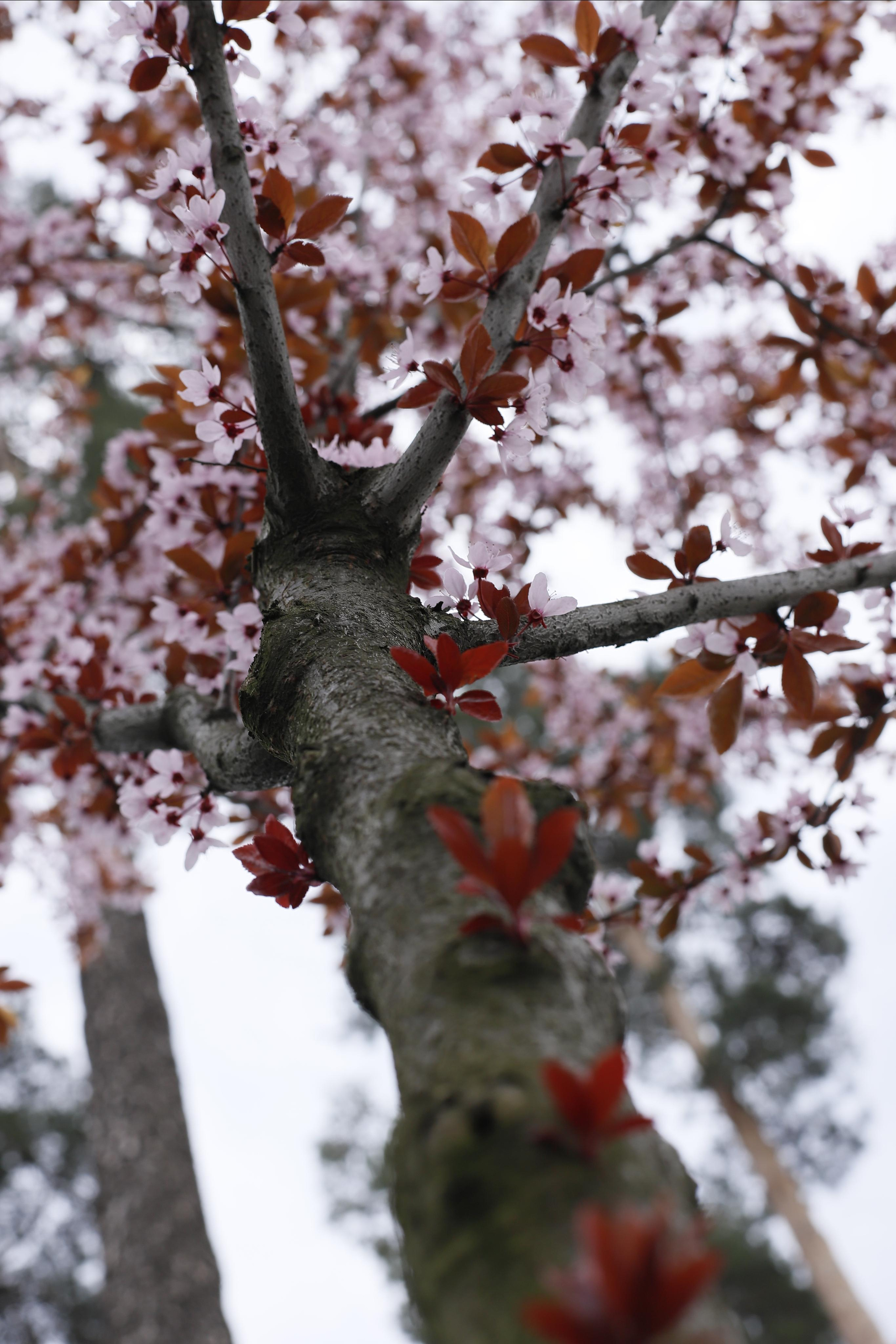 обої,  шпалери для робочого стола, шпалери для телефону, обої для телефону, скачать , природа, літ, трава, тварини, озеро, парк, ліс, земля, весна, літо