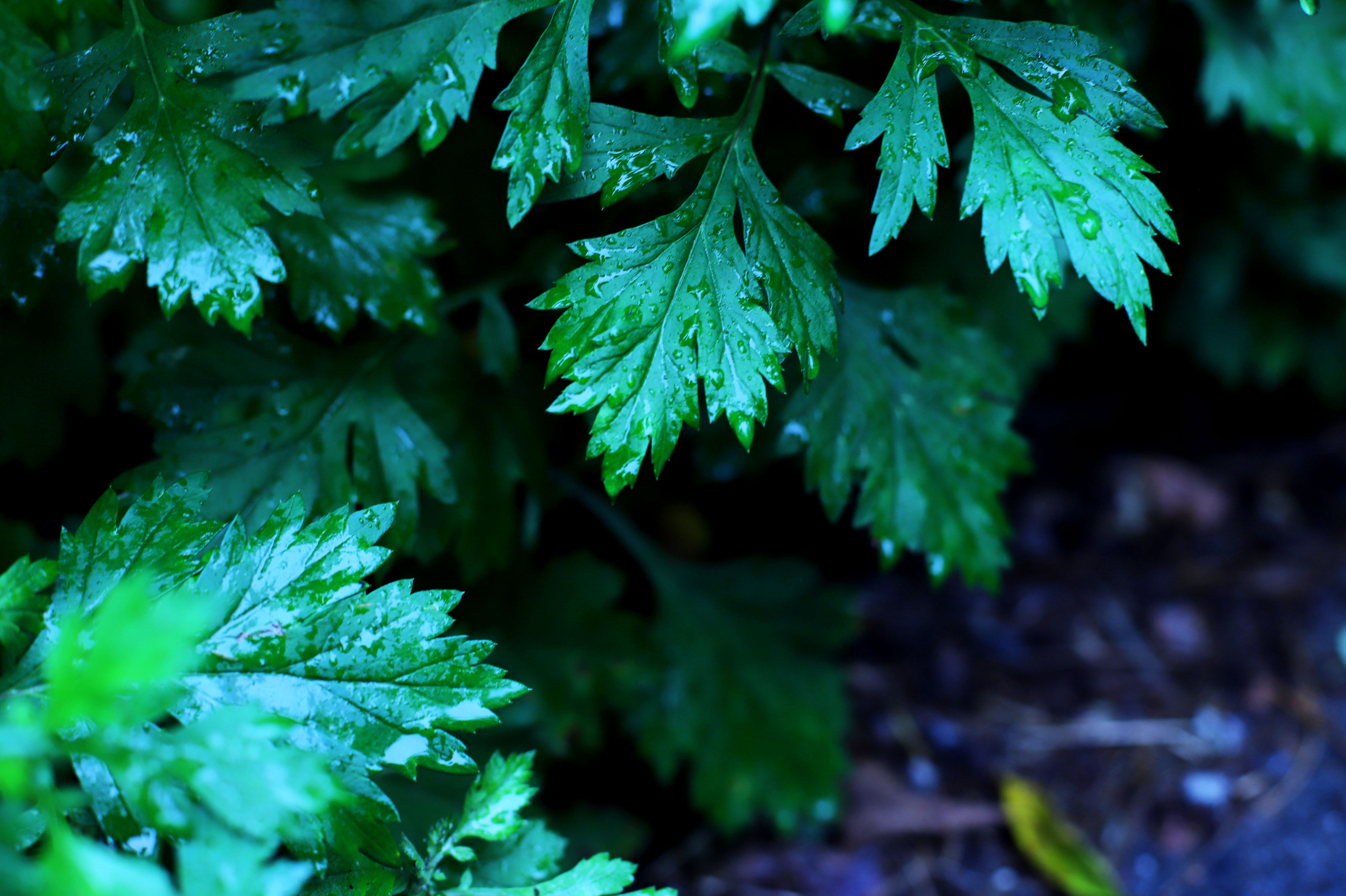 обої,  шпалери для робочого стола, шпалери для телефону, обої для телефону, скачать , природа, літ, трава, тварини, озеро, парк, ліс, земля, весна, літо