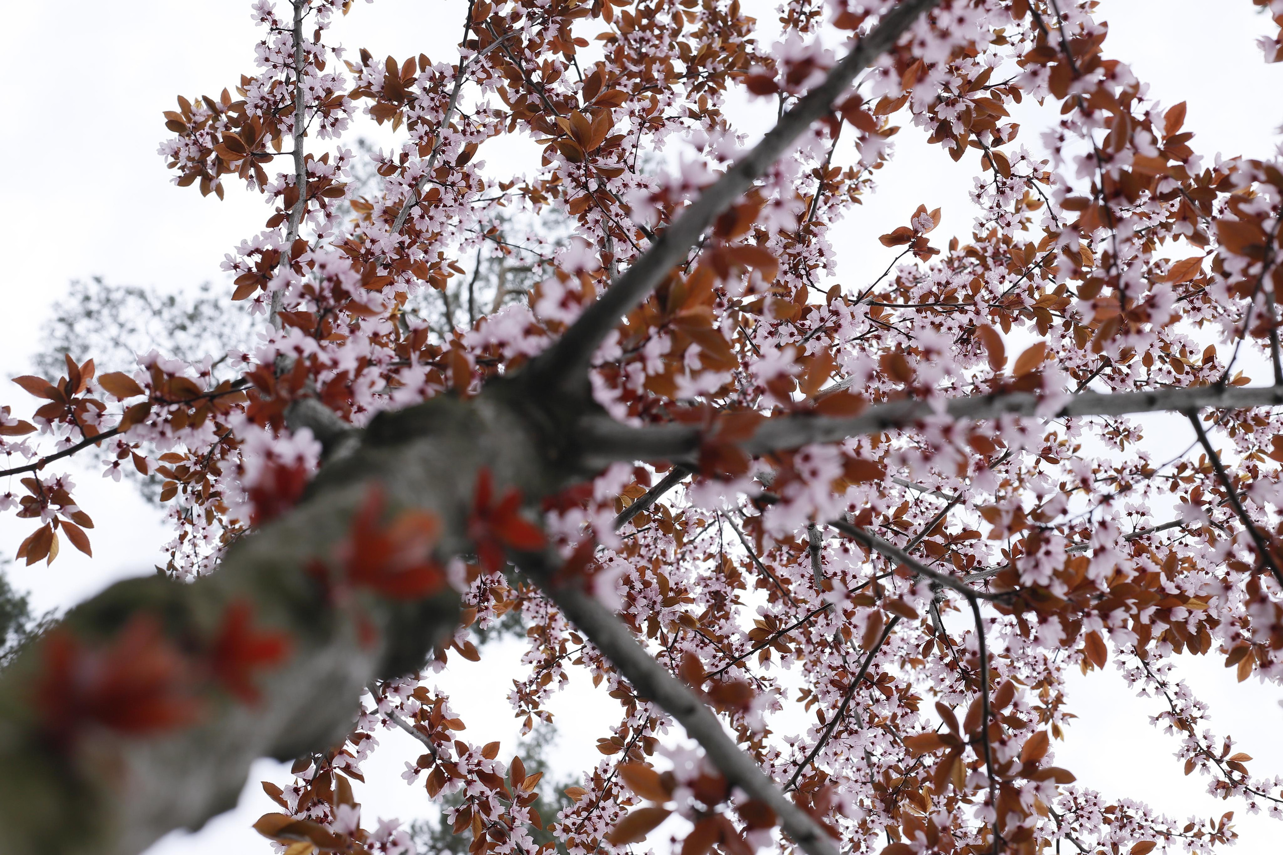 обої,  шпалери для робочого стола, шпалери для телефону, обої для телефону, скачать , природа, літ, трава, тварини, озеро, парк, ліс, земля, весна, літо