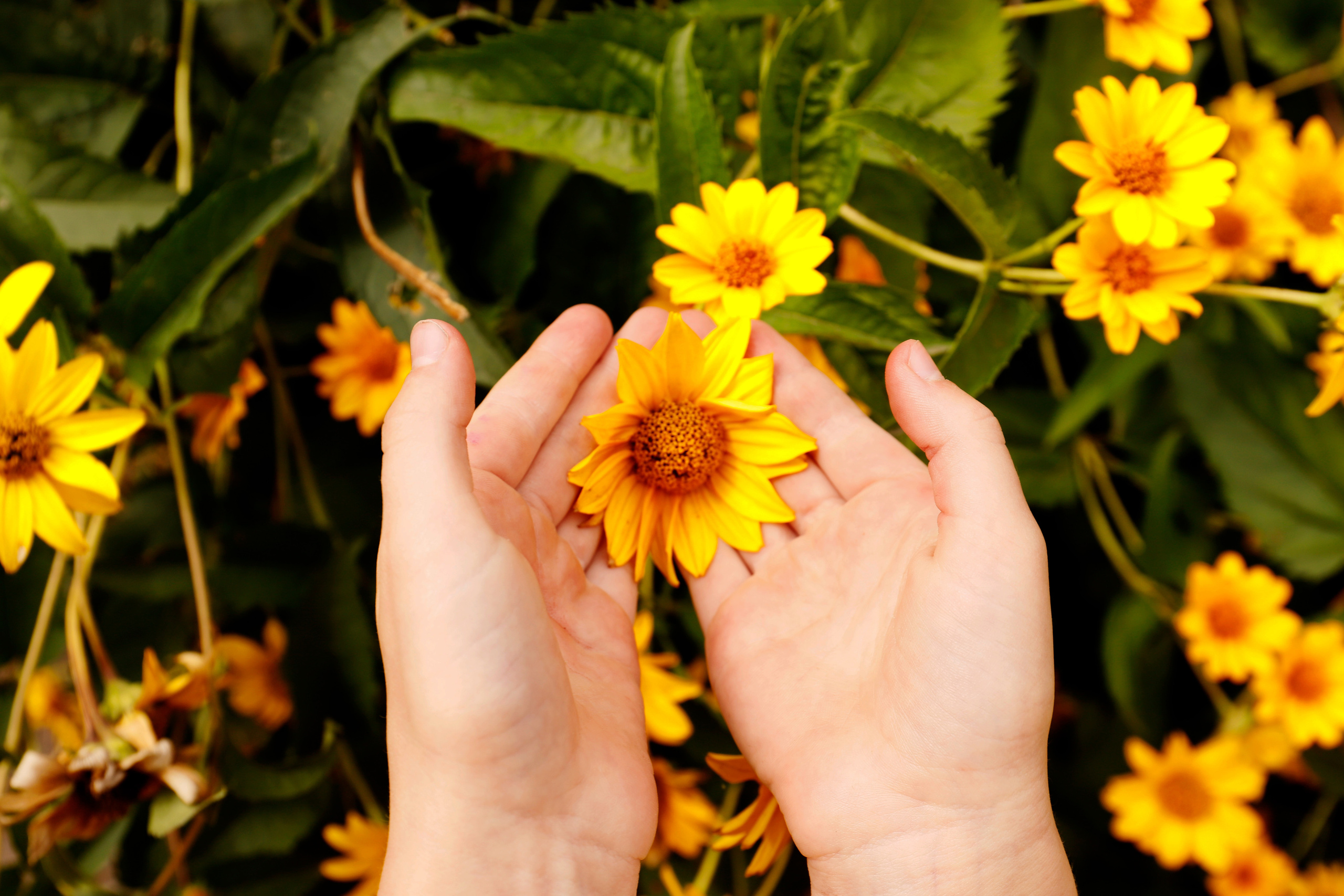 Дитяча фотосесія. Дитячий та сімейний фотограф Олена Логвінова