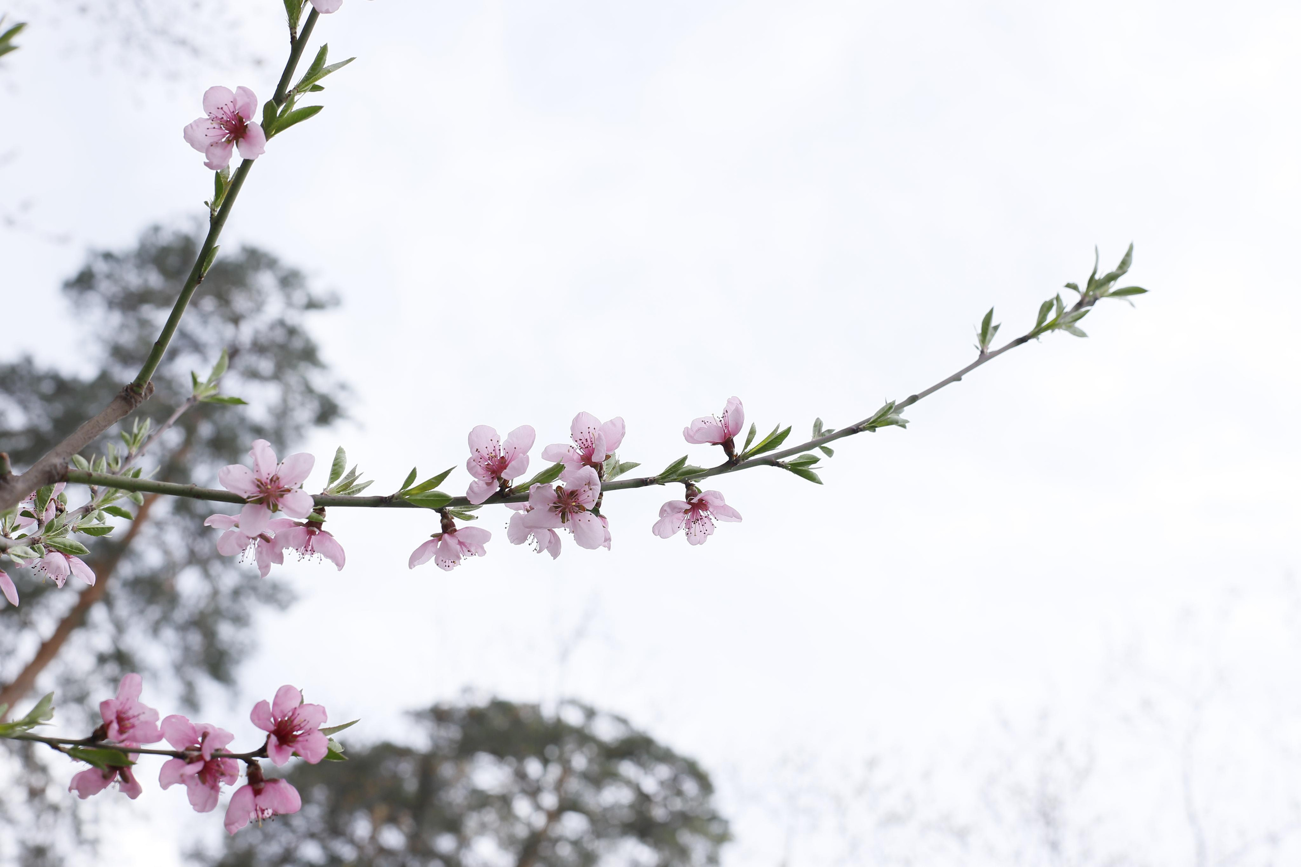 обої,  шпалери для робочого стола, шпалери для телефону, обої для телефону, скачать , природа, літ, трава, тварини, озеро, парк, ліс, земля, весна, літо
