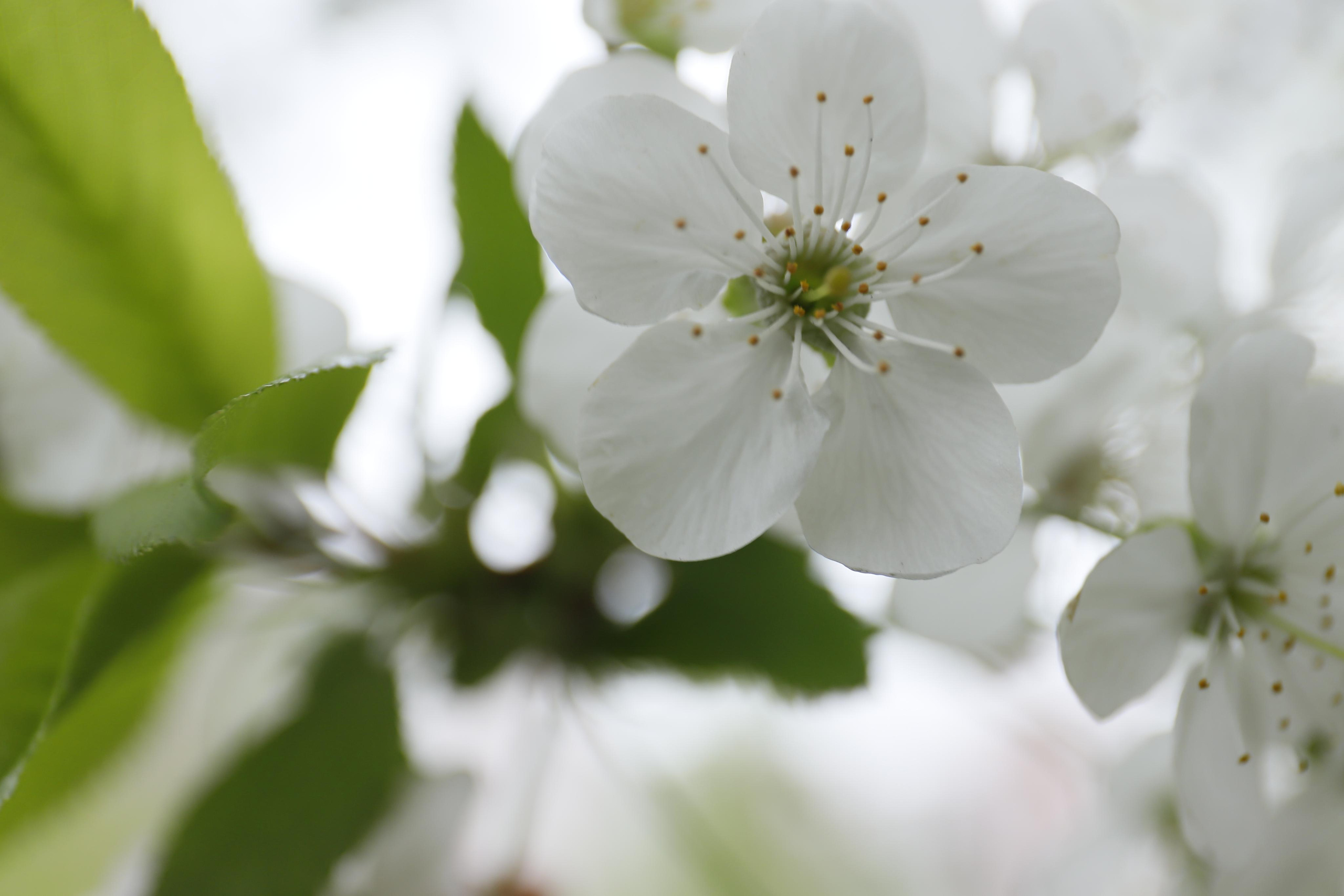 обої,  шпалери для робочого стола, шпалери для телефону, обої для телефону, скачать, квіти 
