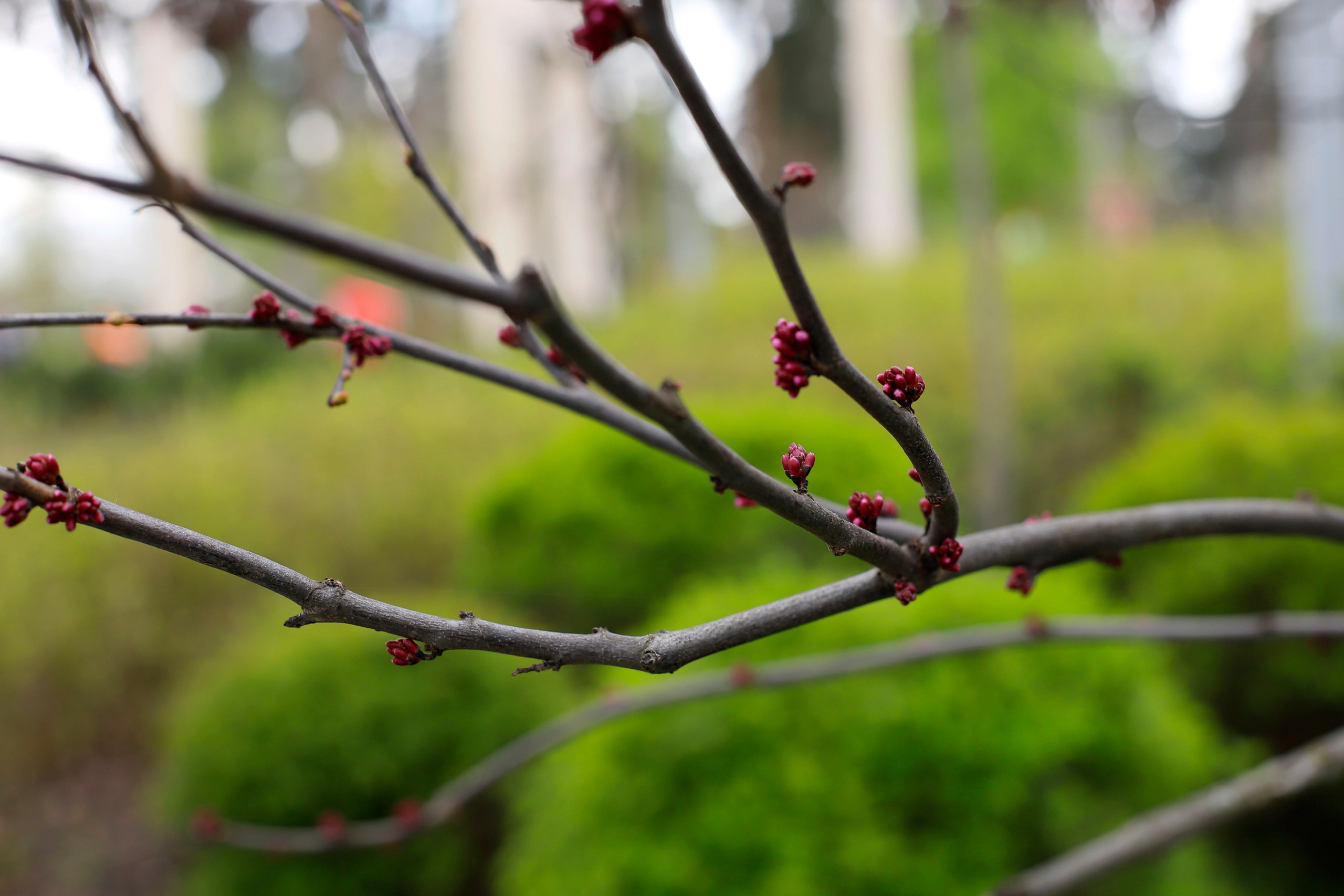 13обої,  шпалери для робочого стола, шпалери для телефону, обої для телефону, скачать , природа, літ, трава, тварини, озеро, парк, ліс, земля, весна, літо