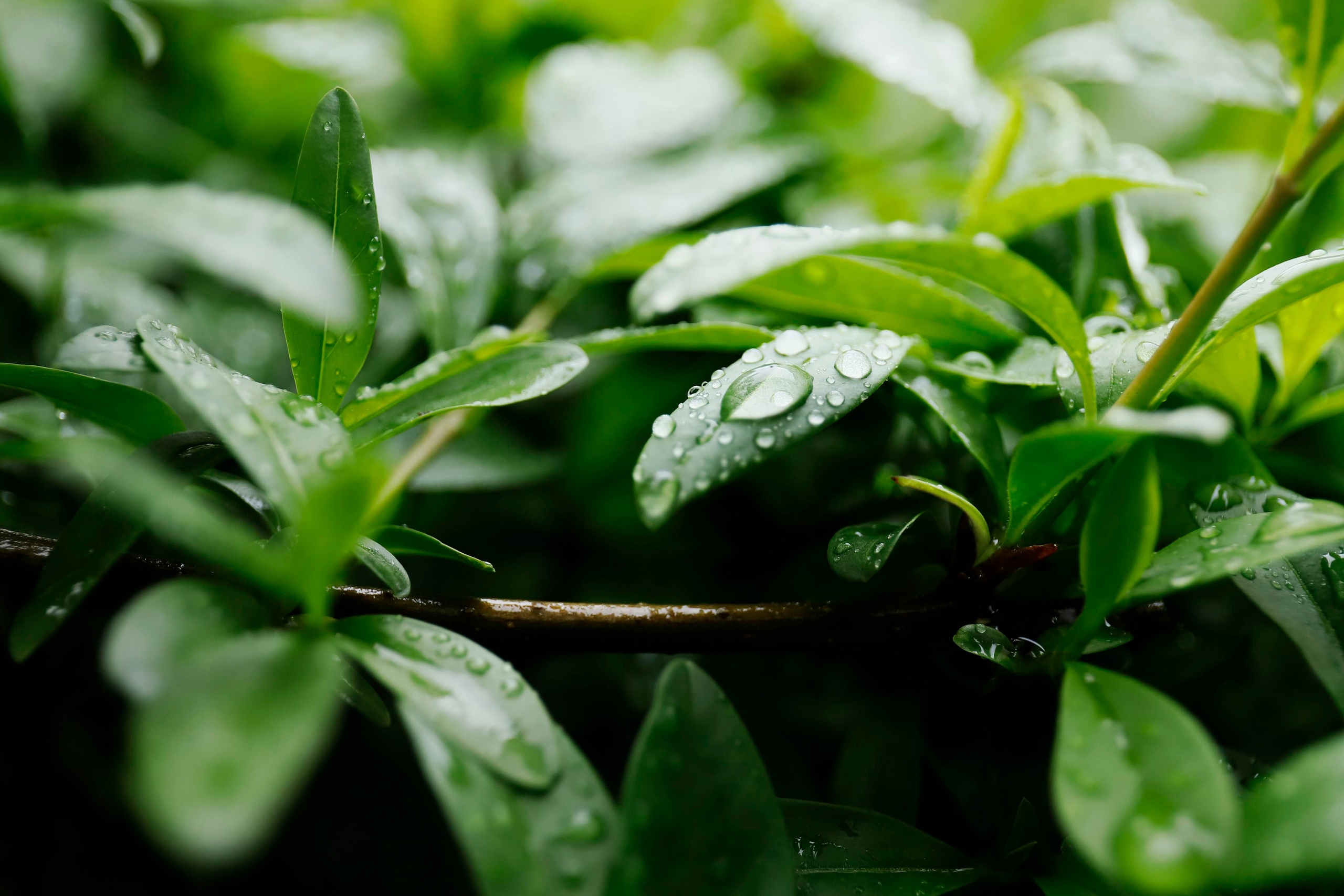 обої,  шпалери для робочого стола, шпалери для телефону, обої для телефону, скачать 