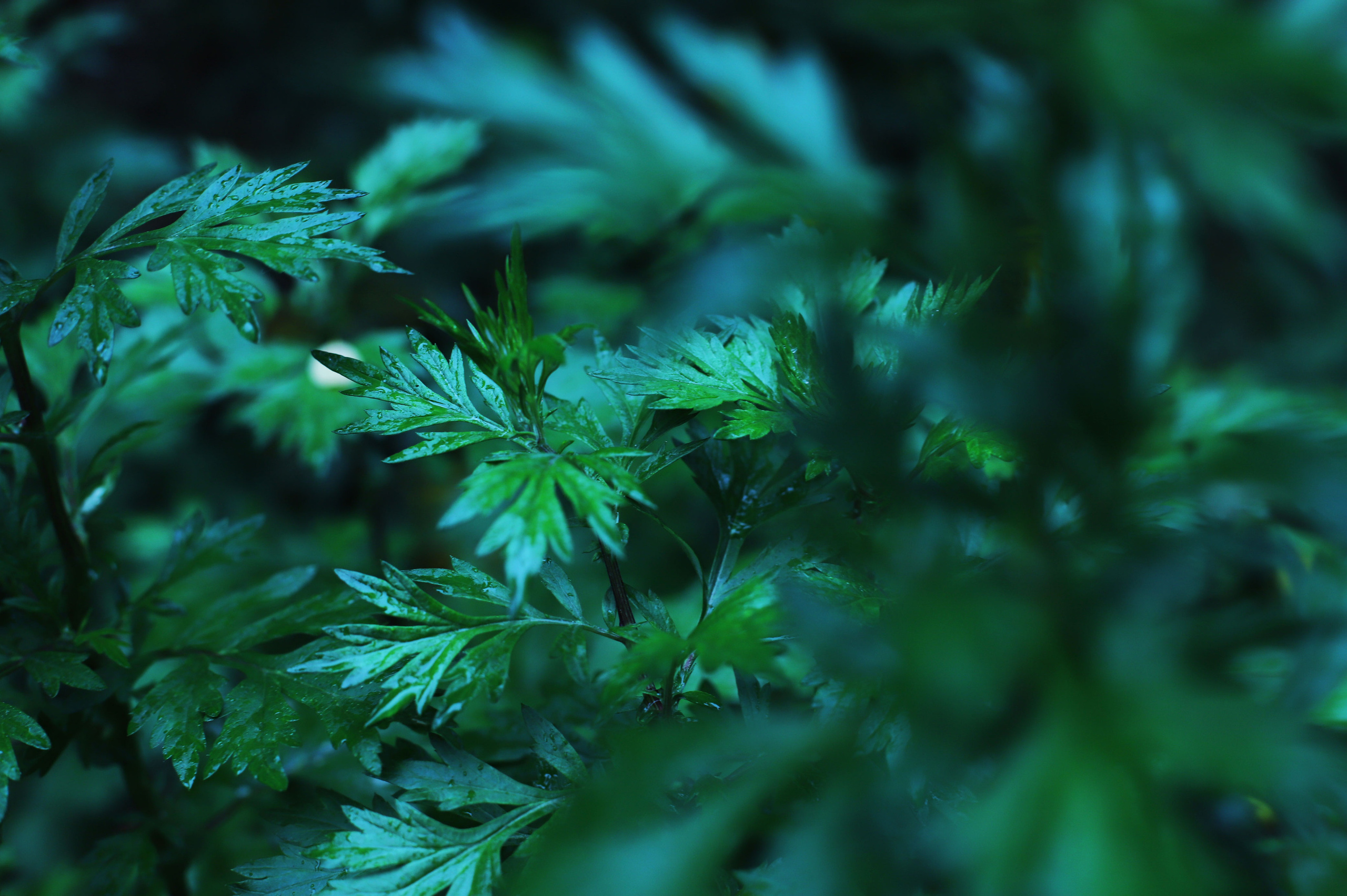 обої,  шпалери для робочого стола, шпалери для телефону, обої для телефону, скачать 