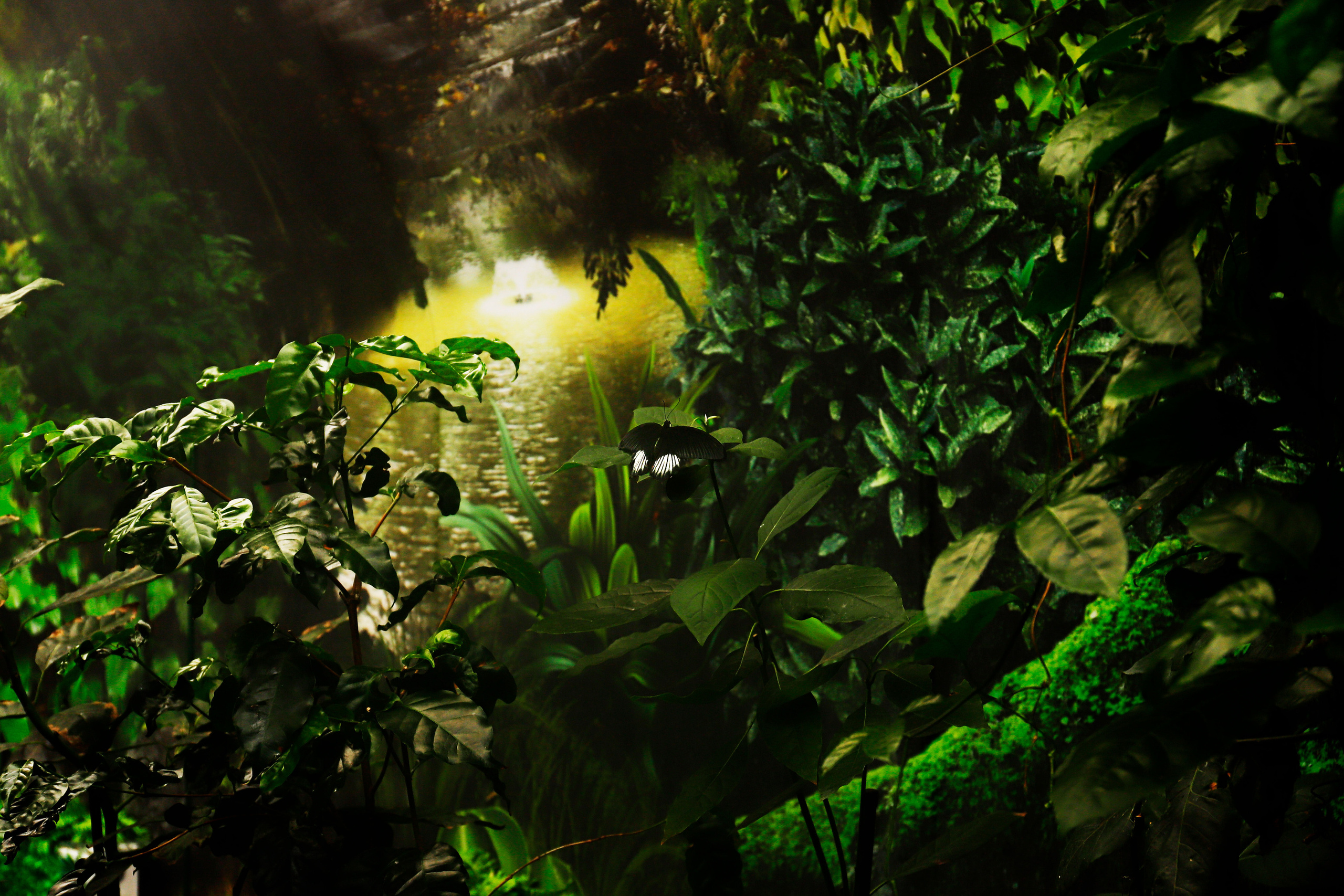 обої,  шпалери для робочого стола, шпалери для телефону, обої для телефону, скачать, метелик, літо, тепло 