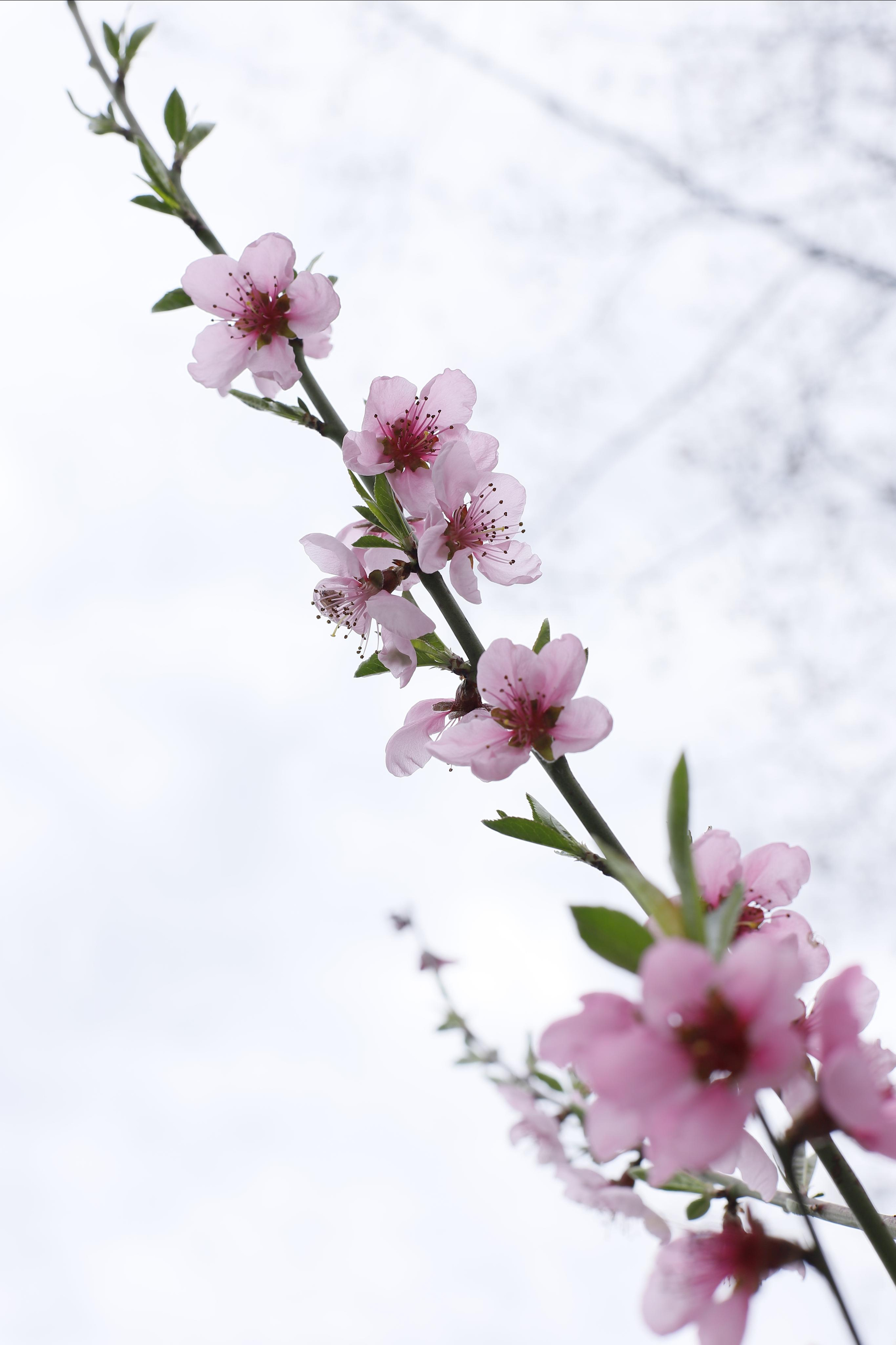 обої,  шпалери для робочого стола, шпалери для телефону, обої для телефону, скачать , природа, літ, трава, тварини, озеро, парк, ліс, земля, весна, літо