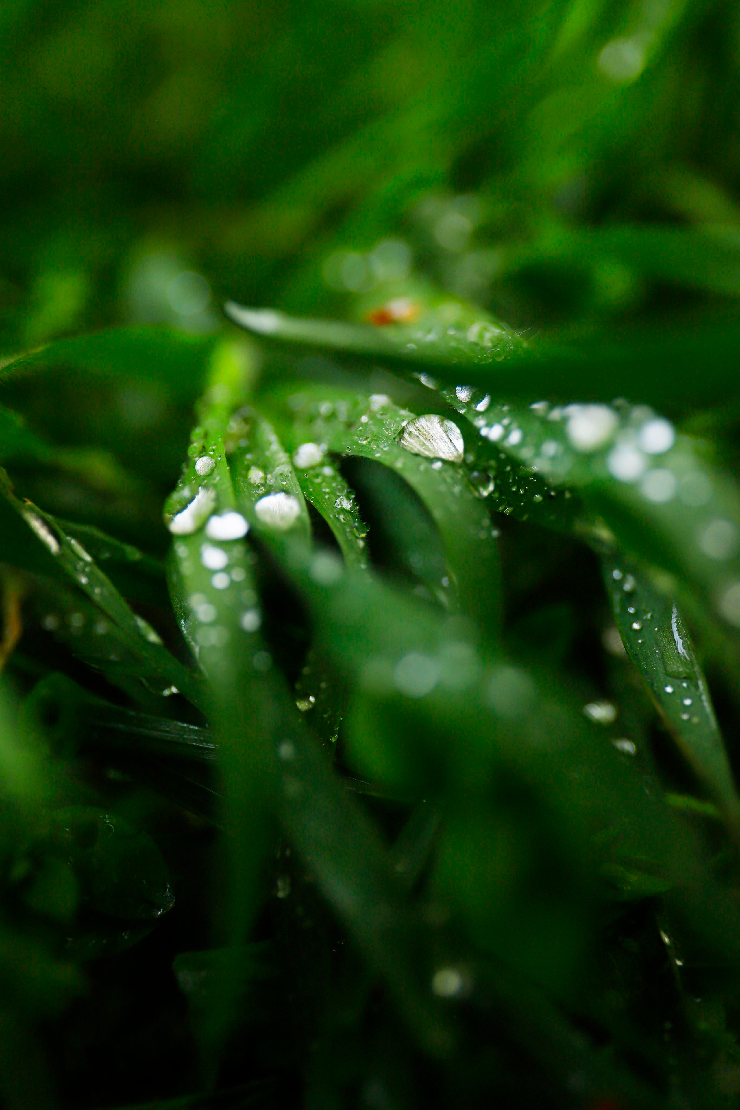 обої,  шпалери для робочого стола, шпалери для телефону, обої для телефону, скачать 