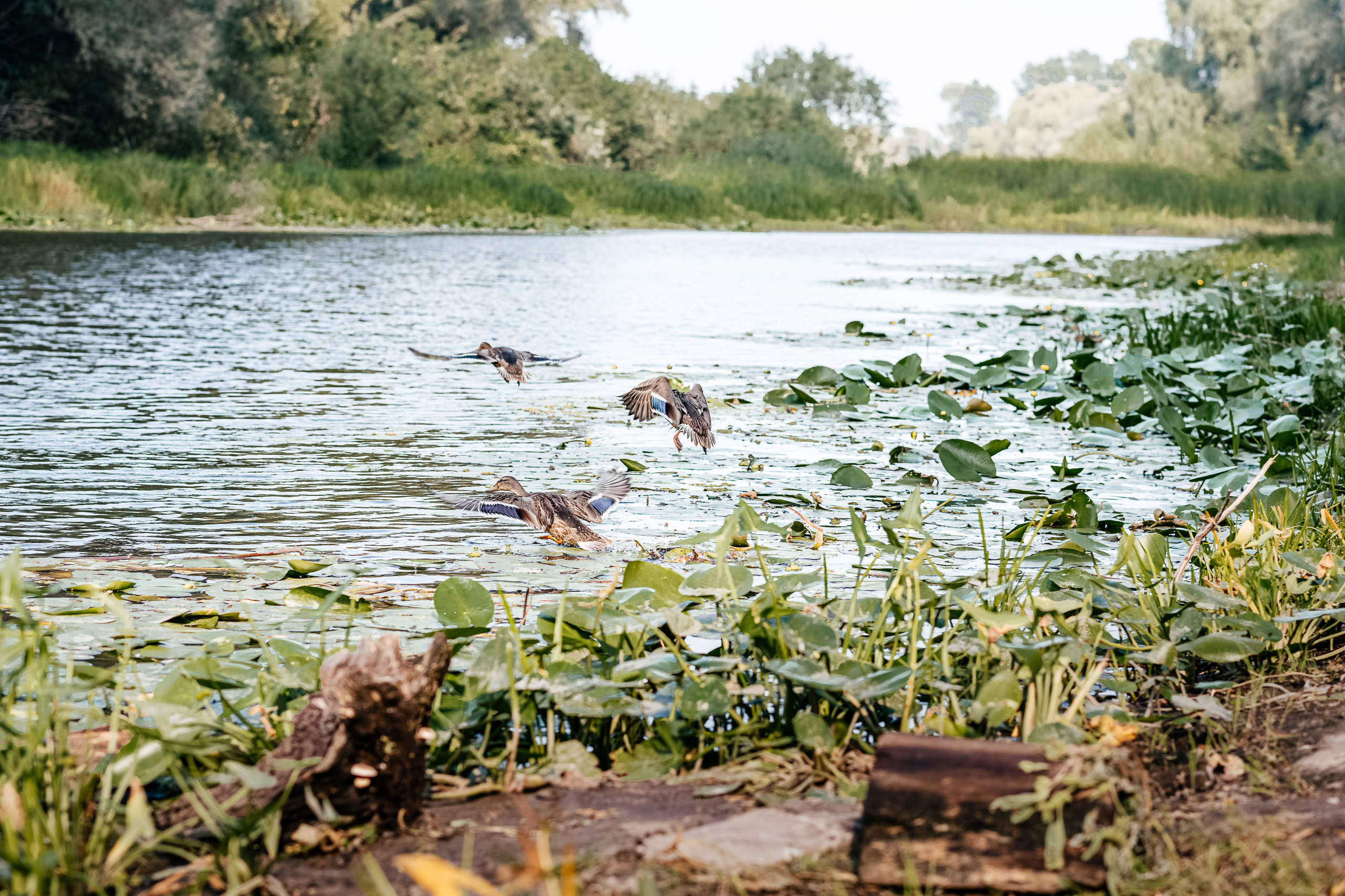 Україночка. Дитячий та сімейний фотограф м.Бровари
