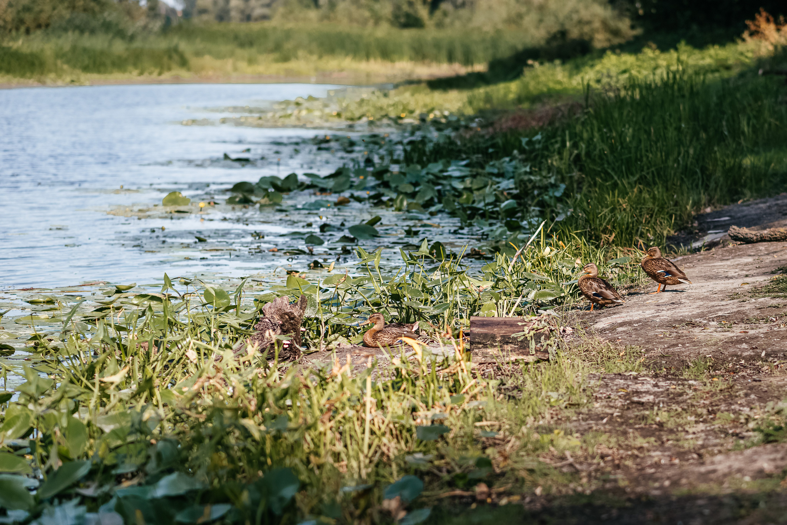 Україночка. Дитячий та сімейний фотограф м.Бровари