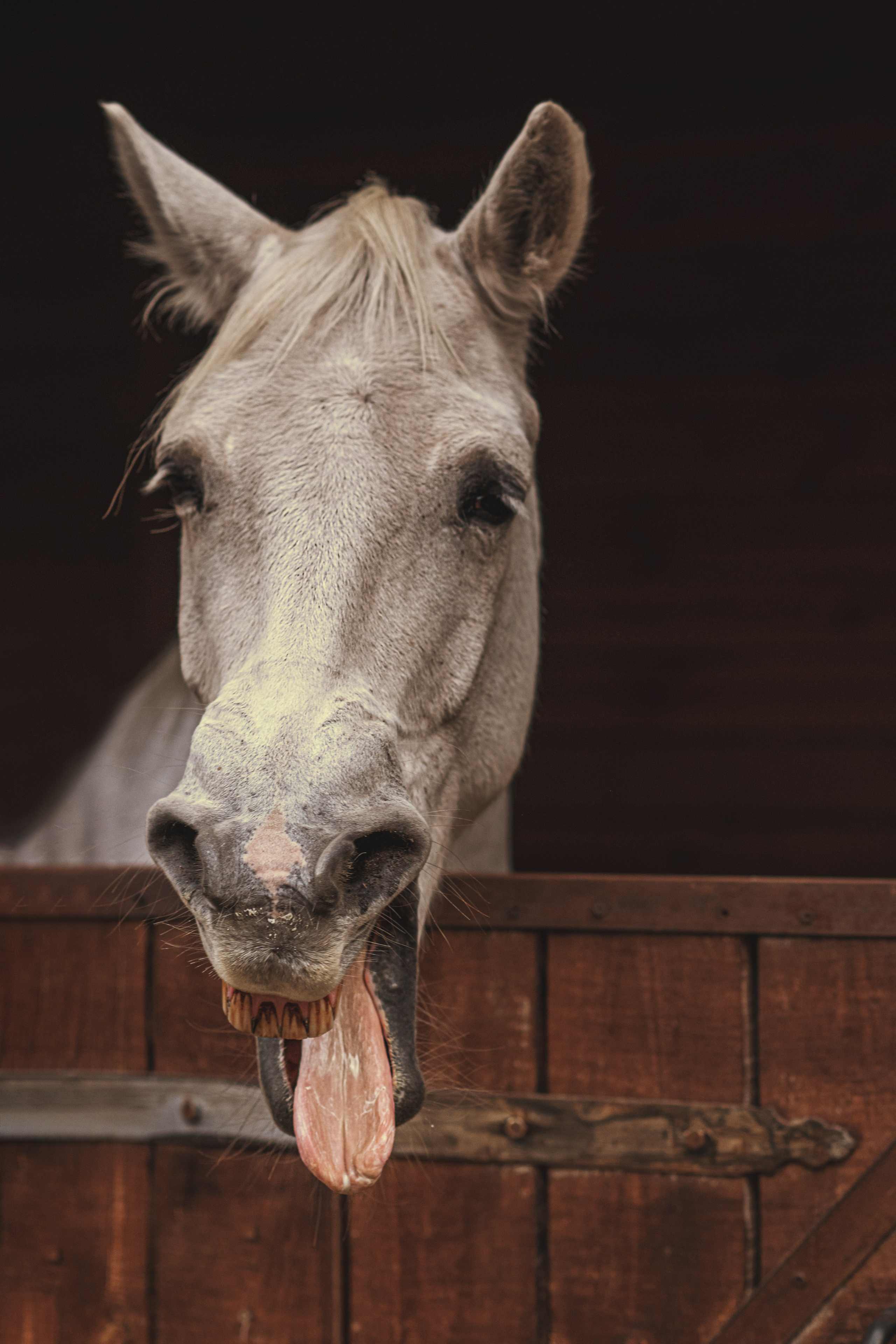 Scarlett. Дитячий та сімейний фотограф м.Бровари